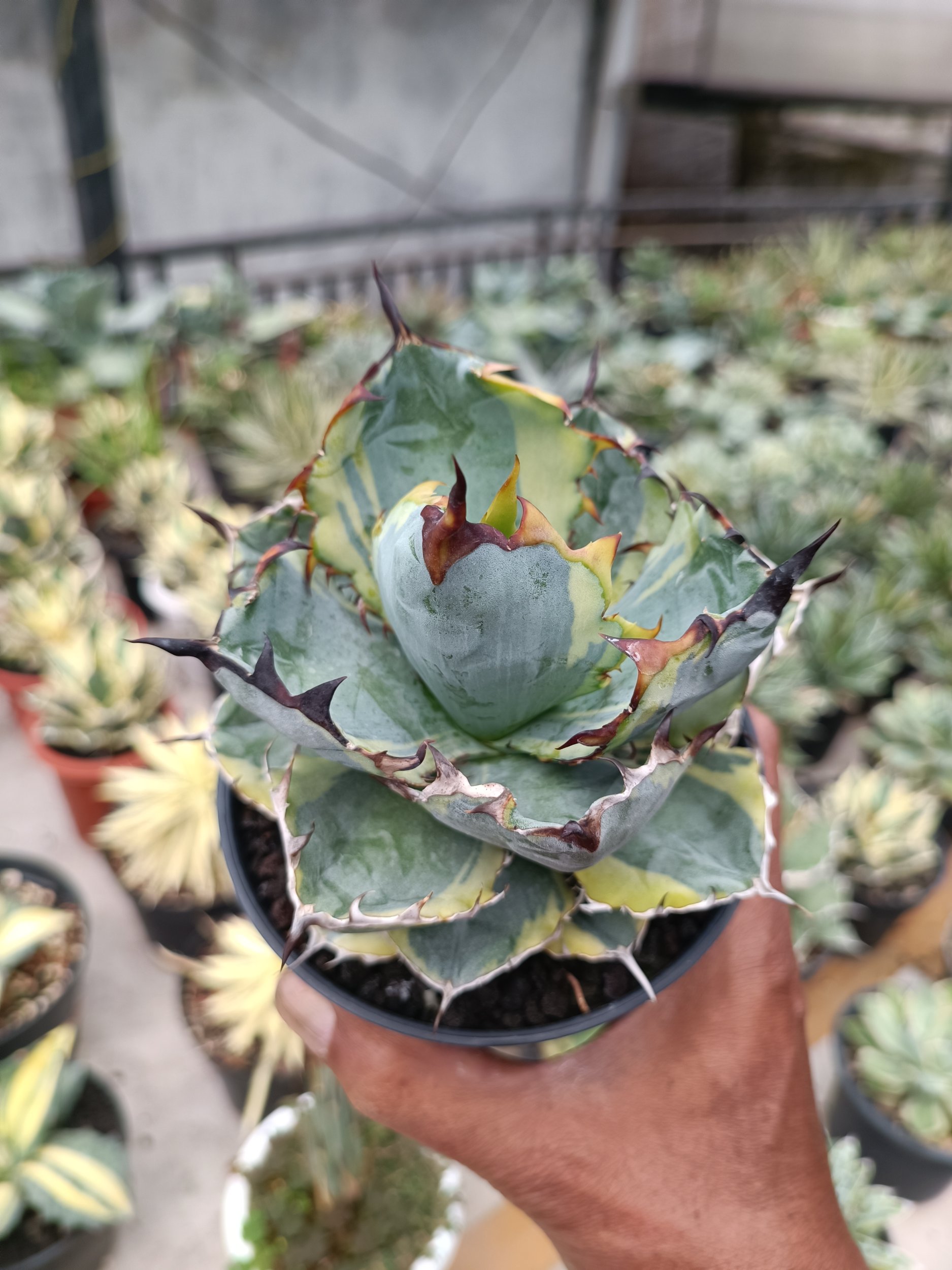 2280. Agave Blue Diamond size 15 cm - Image 6