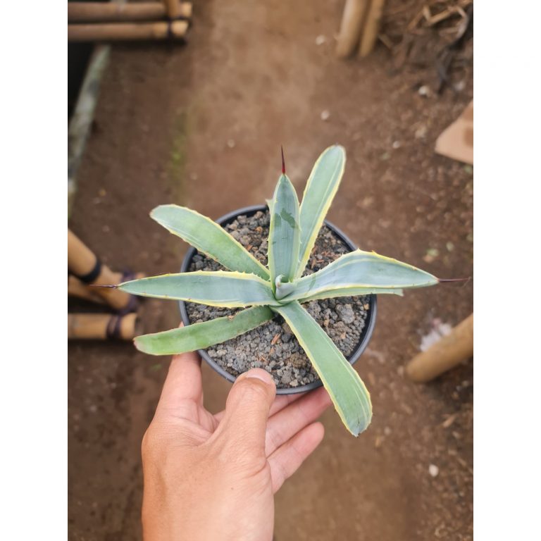 2064. Agave Blue Ribbon