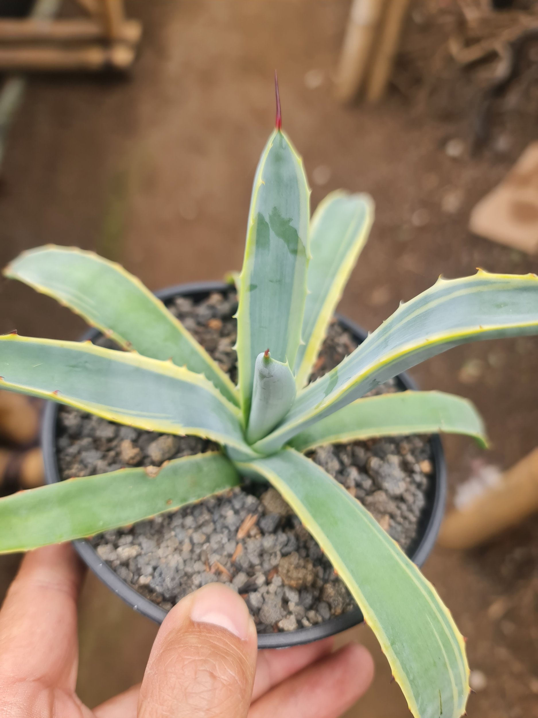 2064. Agave Blue Ribbon - Image 2