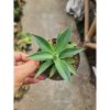 2321. Agave Blueflame Variegated