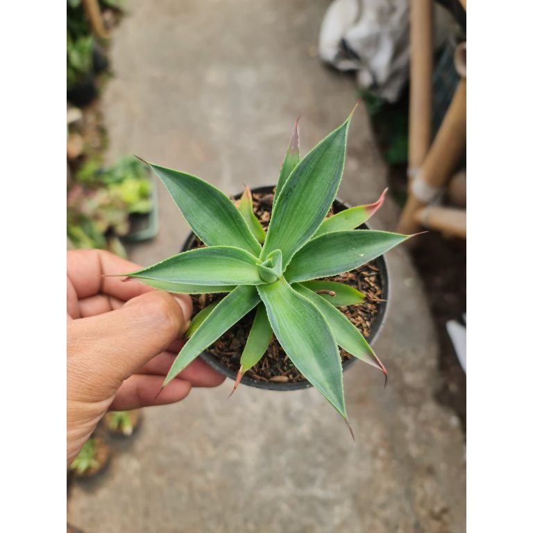 2321. Agave Blueflame Variegated