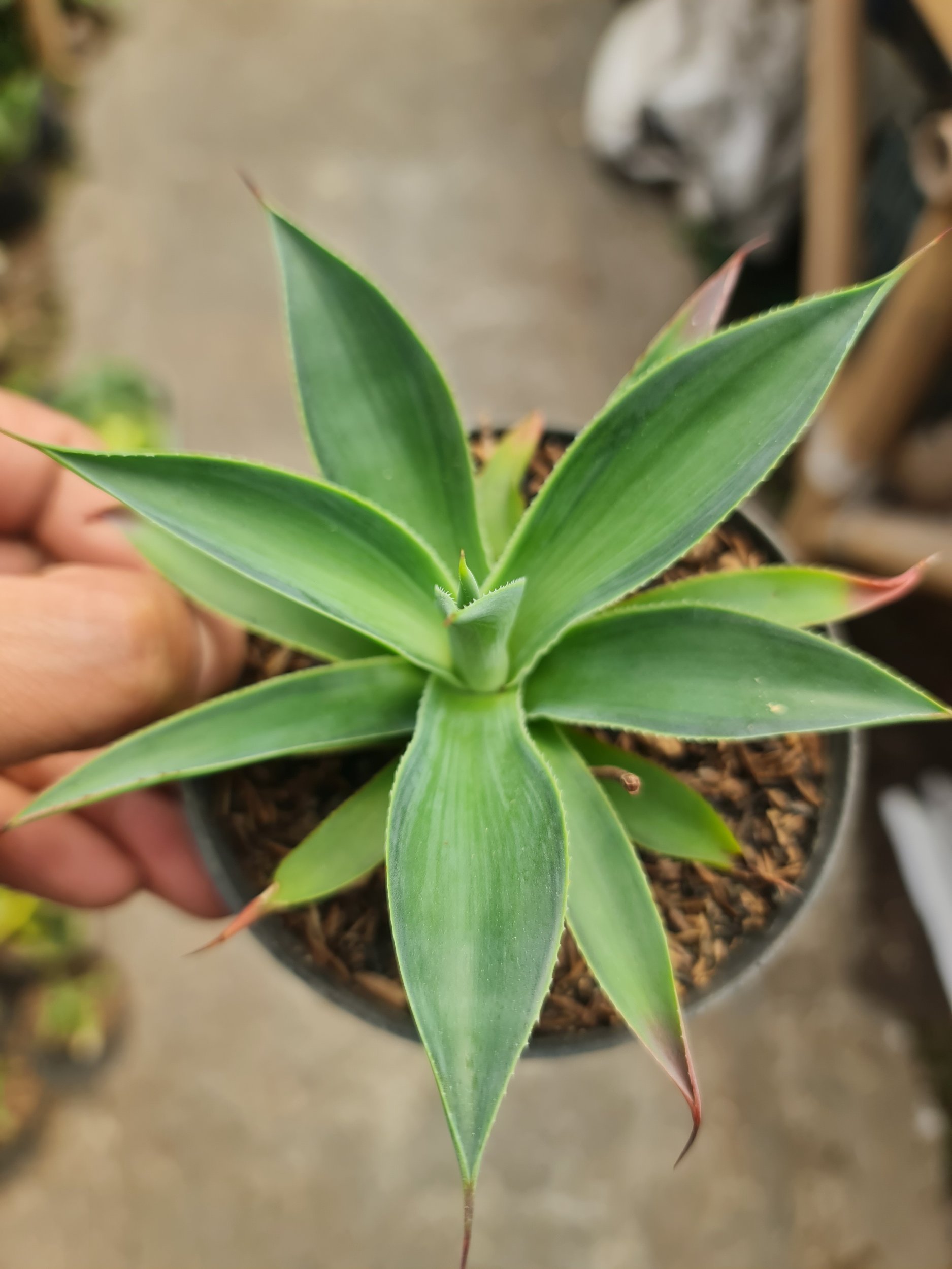 2321. Agave Blueflame Variegated - Image 2