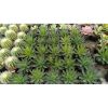 1705. Agave Brunt Burgundy 50pcs