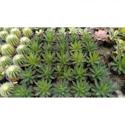 1705. Agave Brunt Burgundy 50pcs