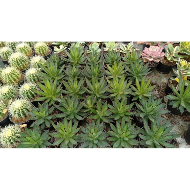1705. Agave Brunt Burgundy 50pcs