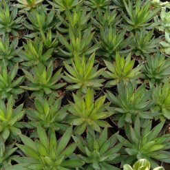 Alternative view of 1705. Agave Brunt Burgundy 50pcs