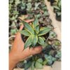 2190. Agave Burgundy Marginata