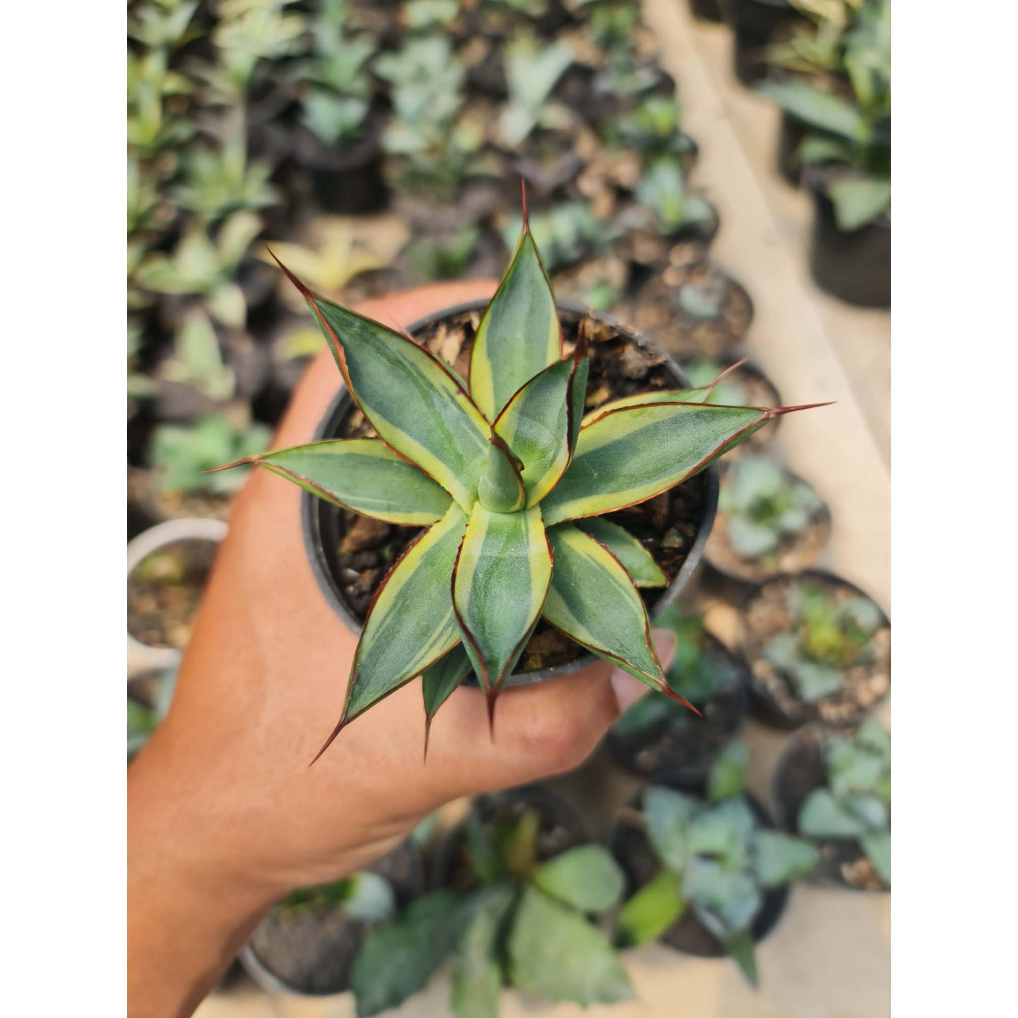2190. Agave Burgundy Marginata