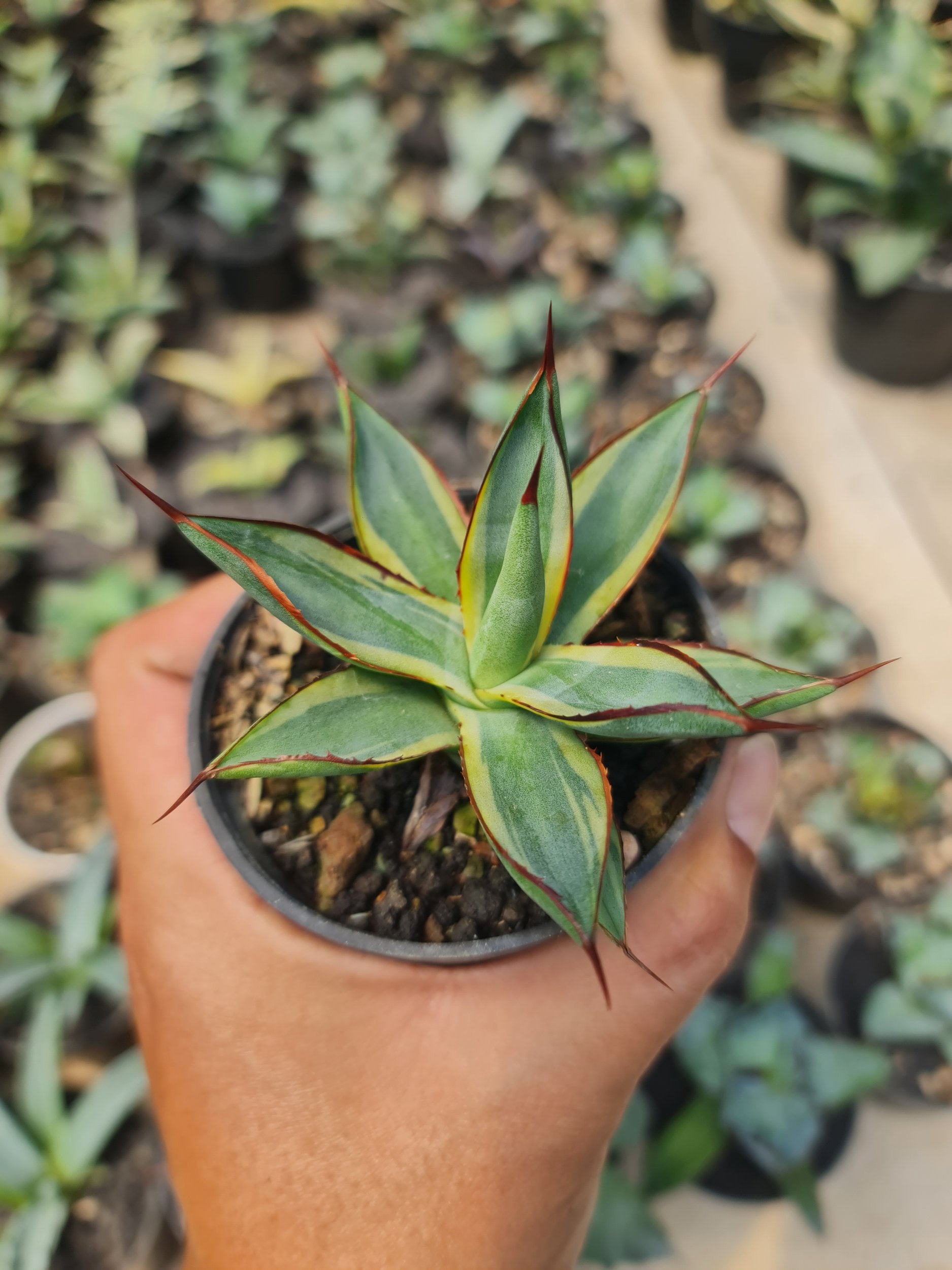 2190. Agave Burgundy Marginata - Image 2