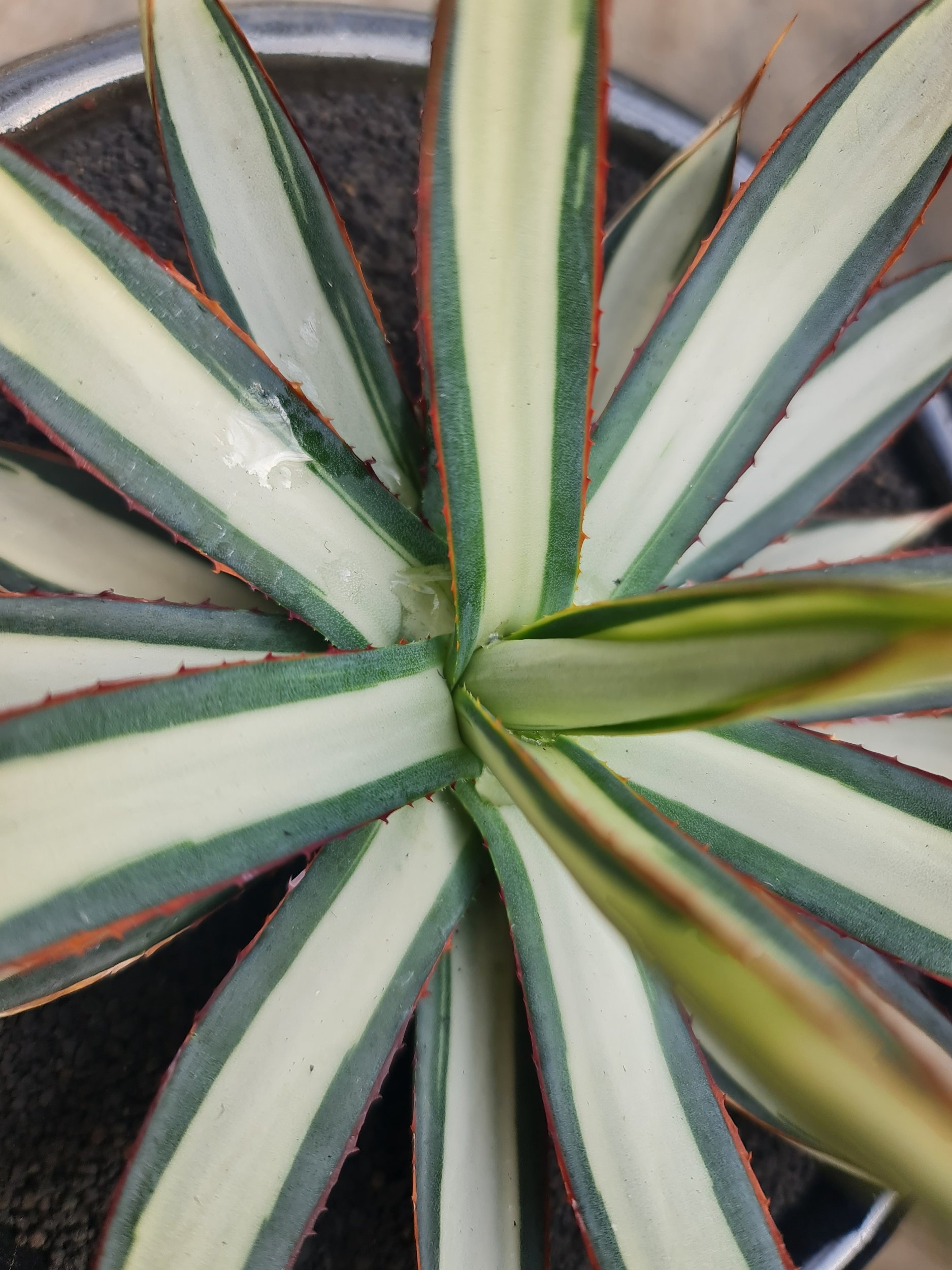 1756. Agave Burgundy White Mediopicta - Image 2