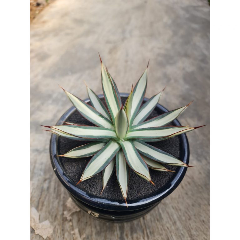1756. Agave Burgundy White Mediopicta