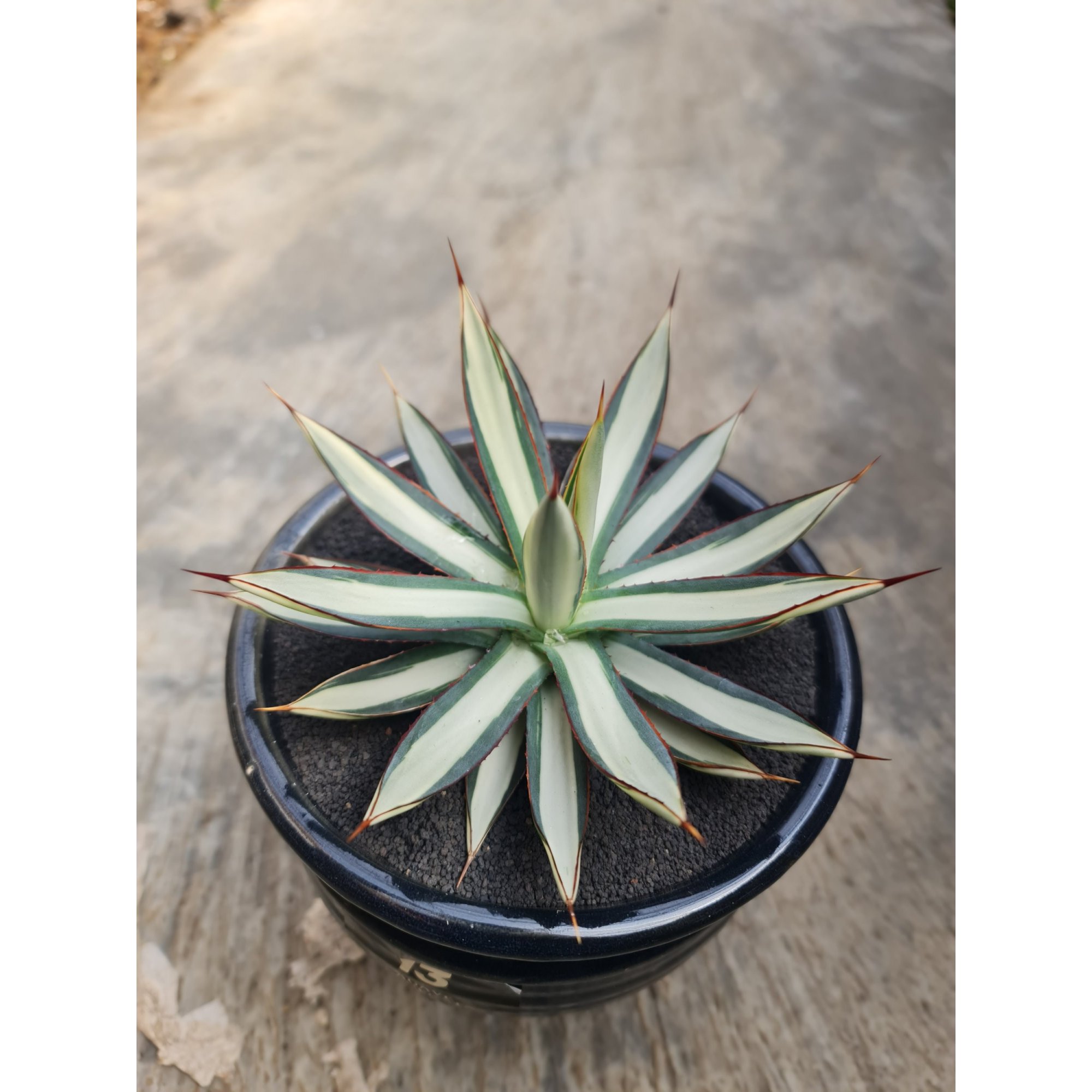 1756. Agave Burgundy White Mediopicta
