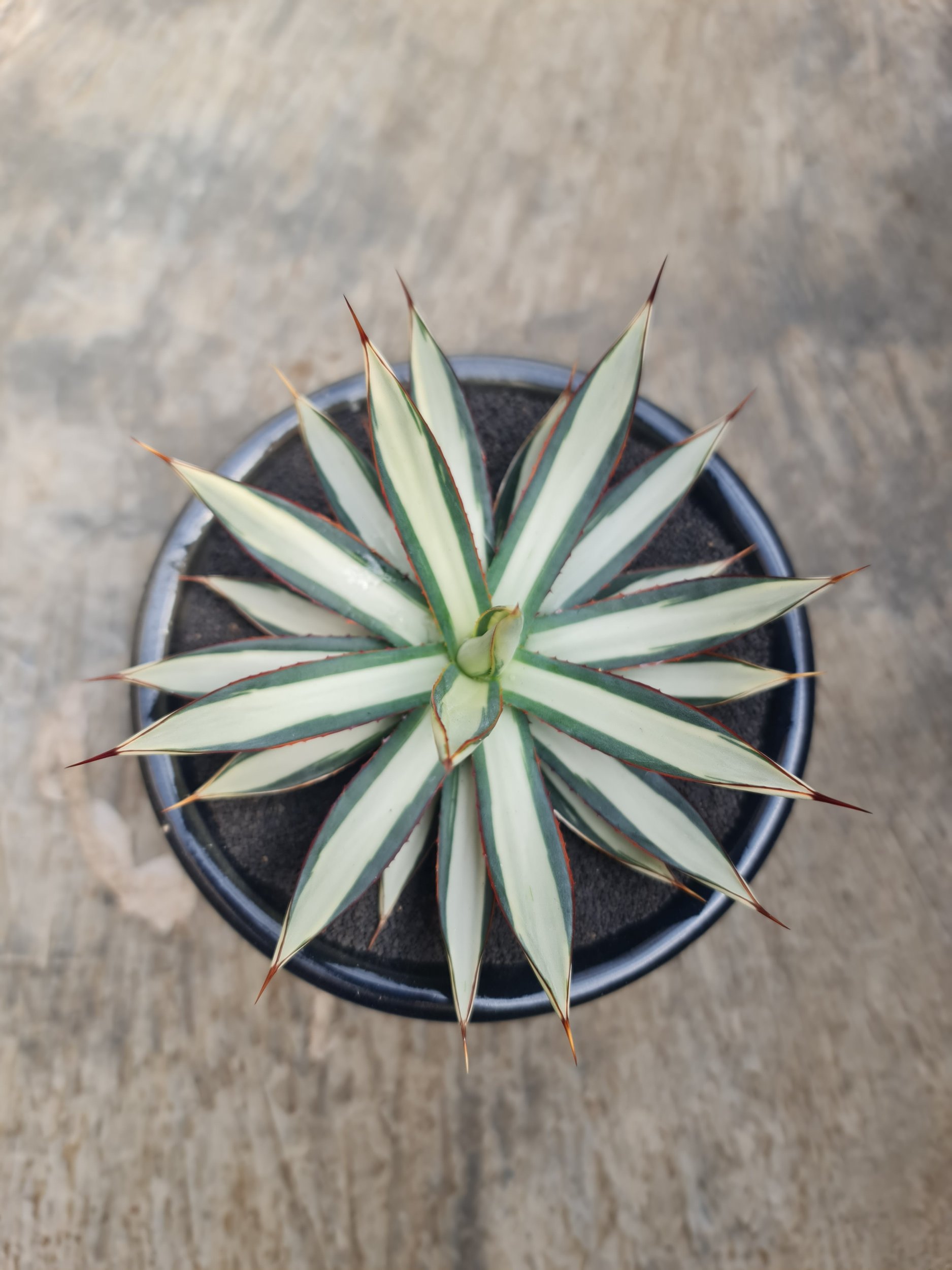 1756. Agave Burgundy White Mediopicta - Image 3