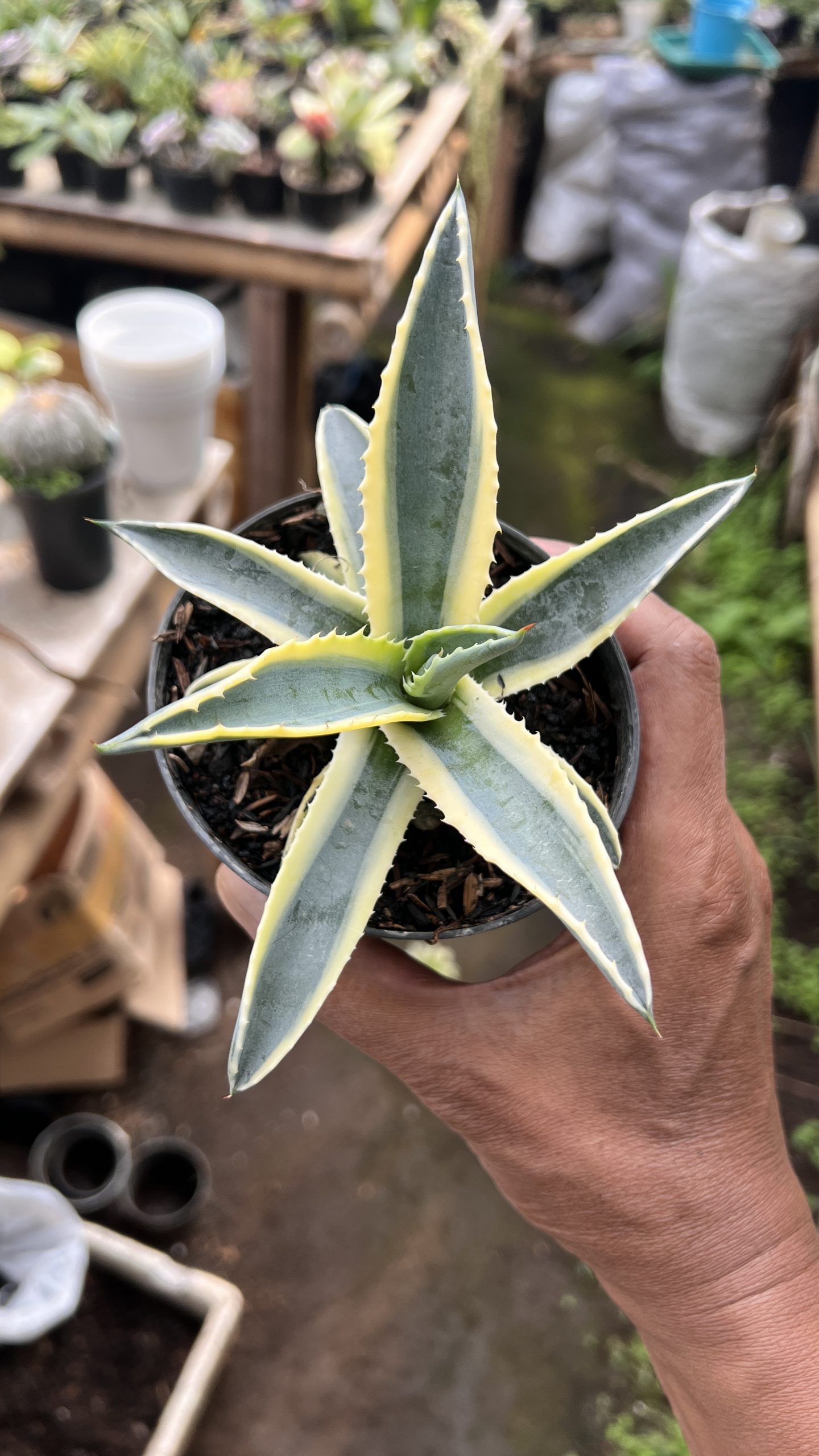 1446. Agave Cornelius - Image 2