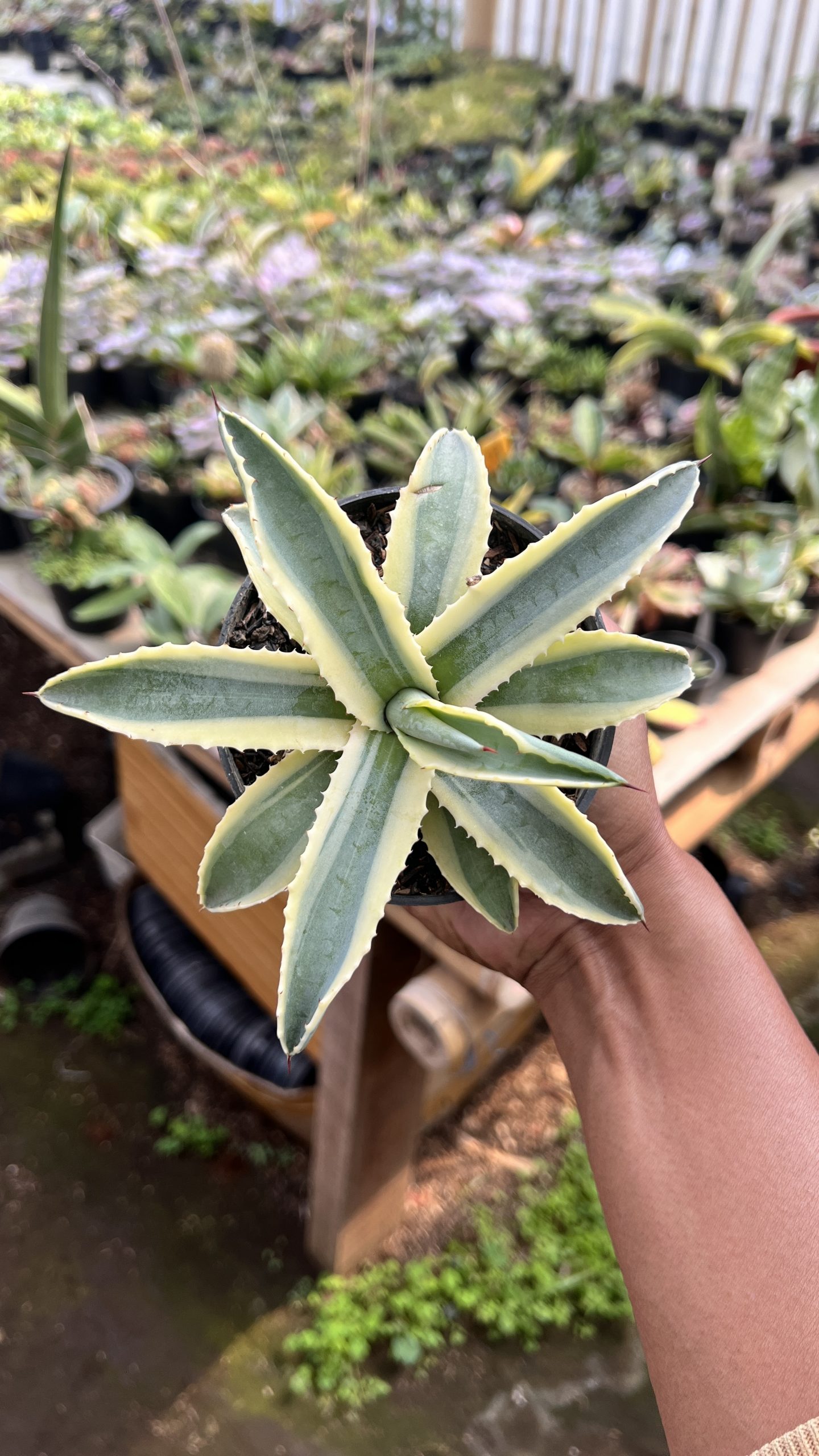1446. Agave Cornelius - Image 3