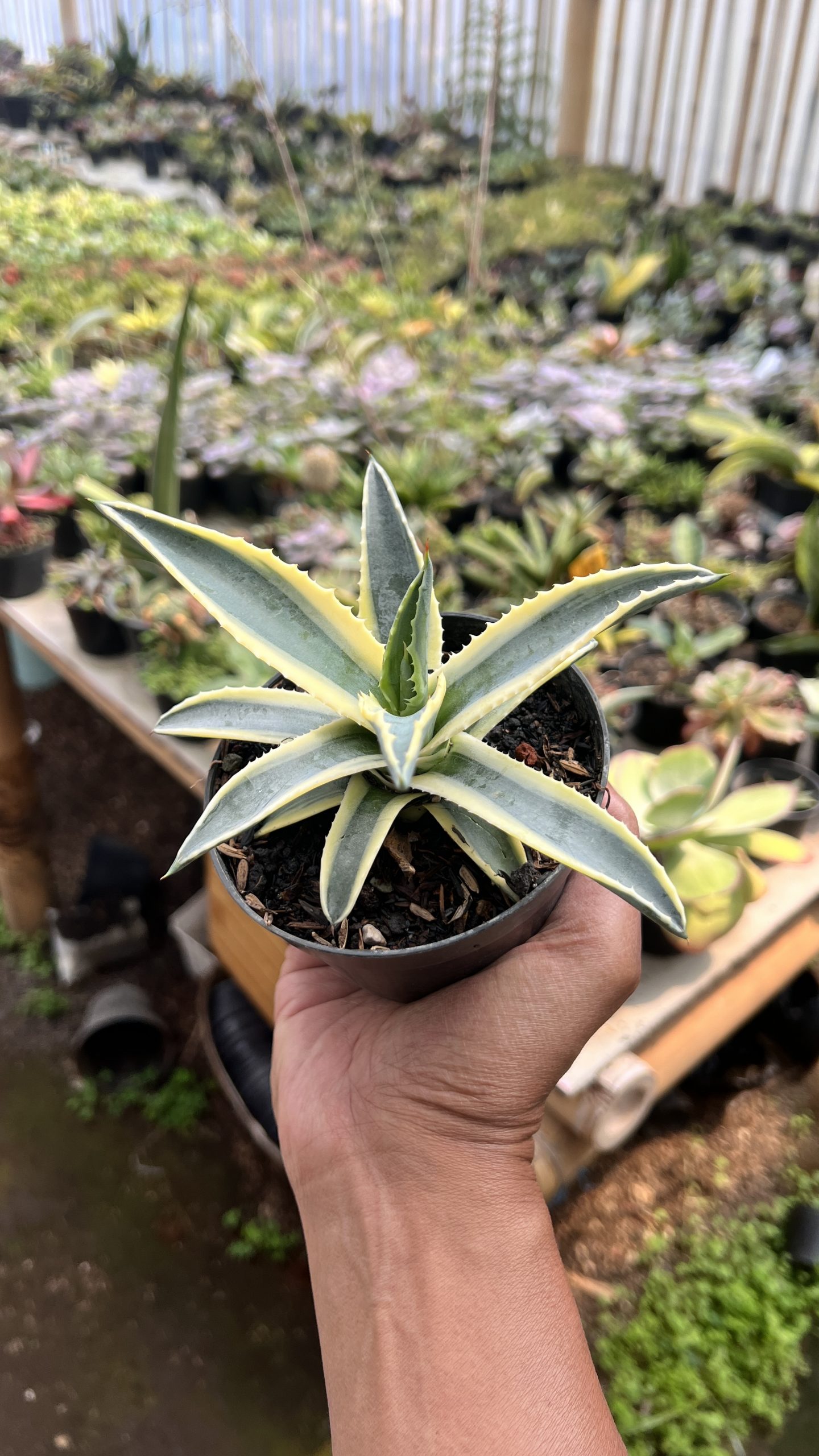 1446. Agave Cornelius - Image 4