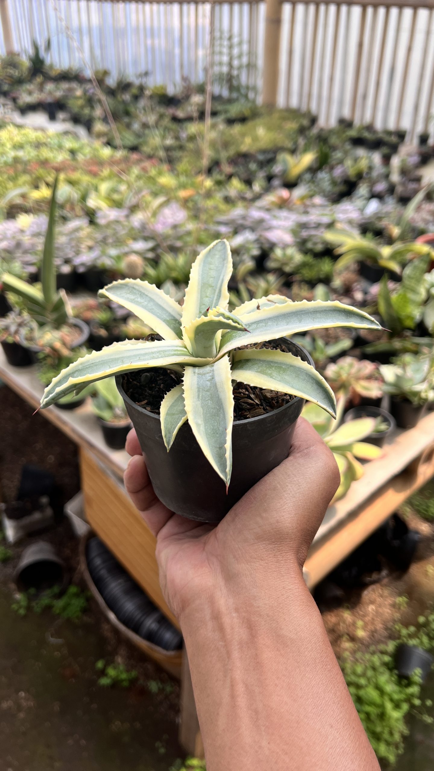 1446. Agave Cornelius - Image 5
