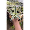 1446. Agave Cornelius