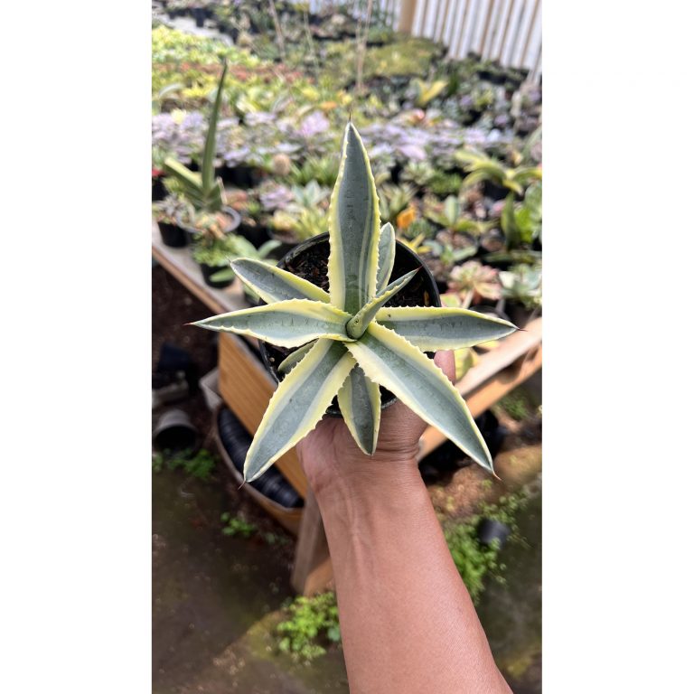 1446. Agave Cornelius