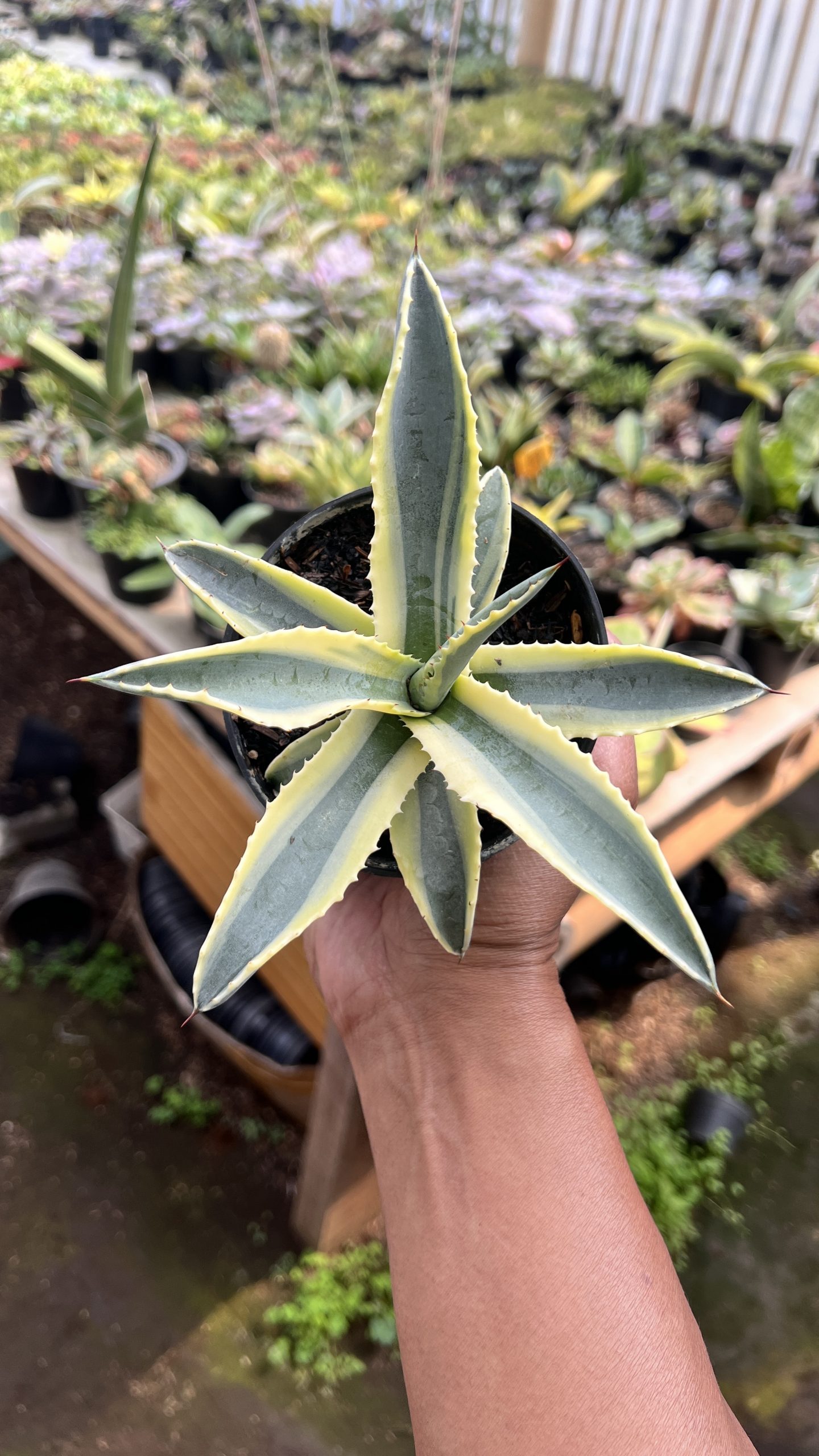 1446. Agave Cornelius - Image 6
