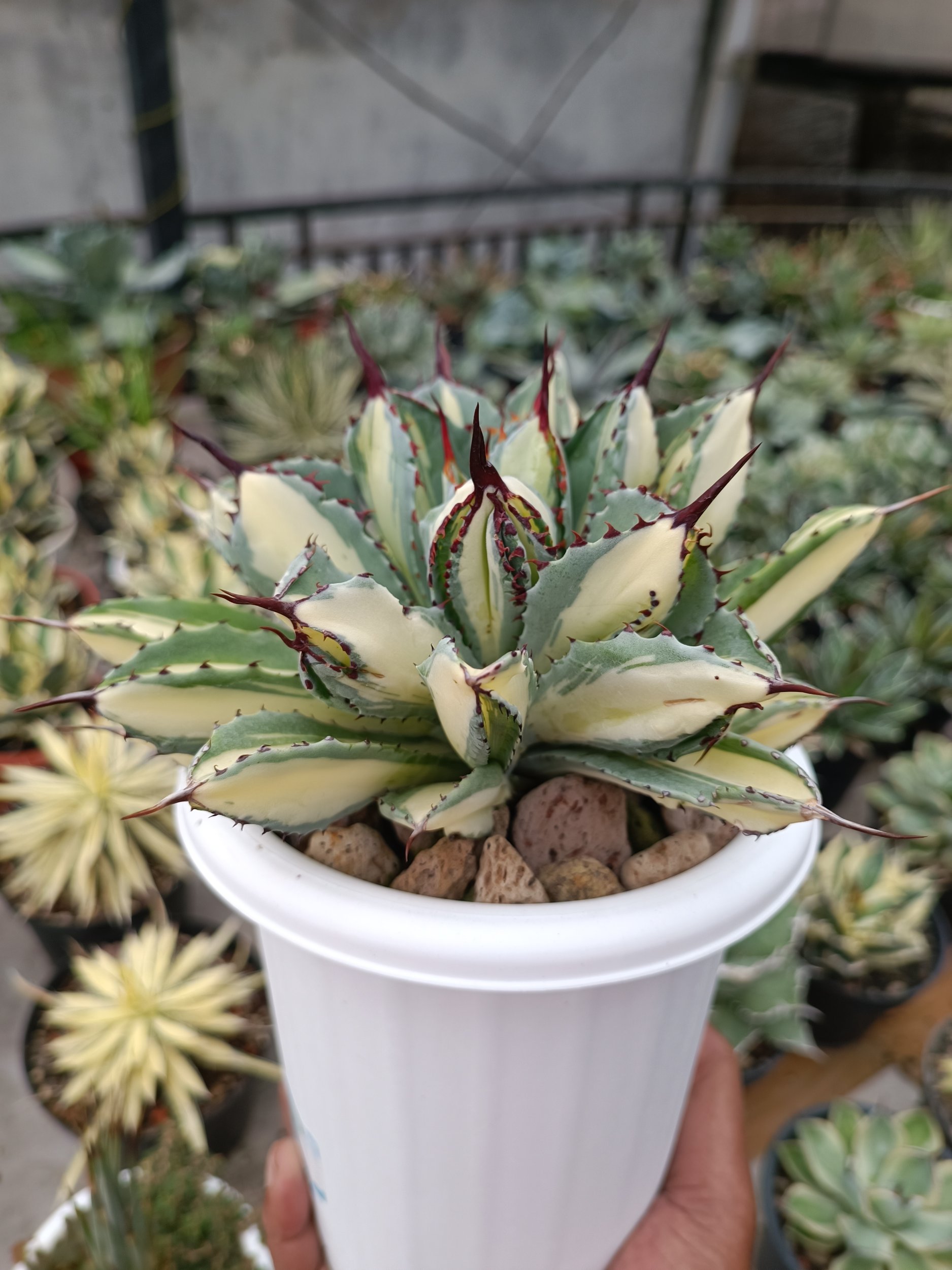 2275. Agave Cubic Mediopicta - Image 2