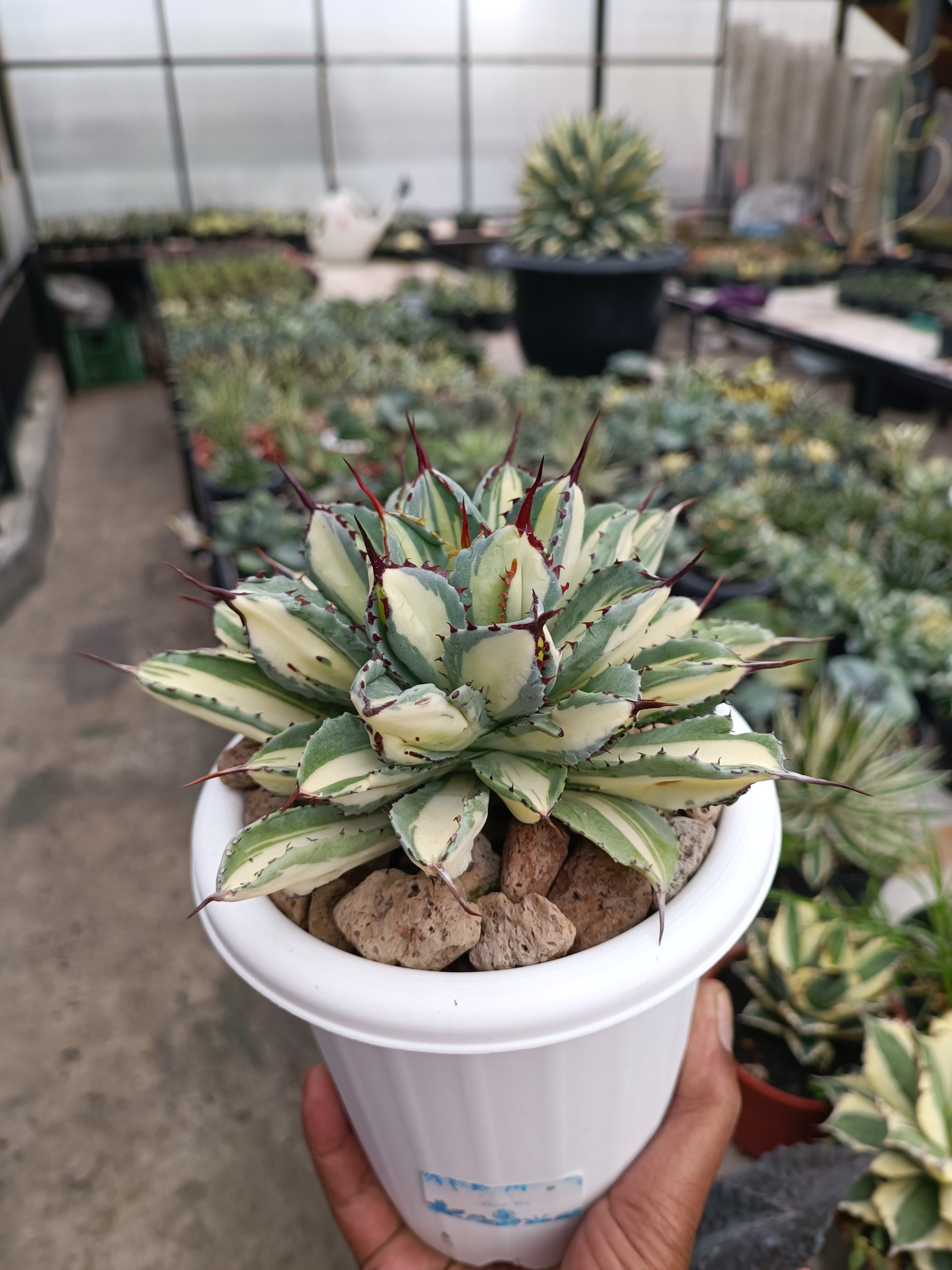 2275. Agave Cubic Mediopicta - Image 3
