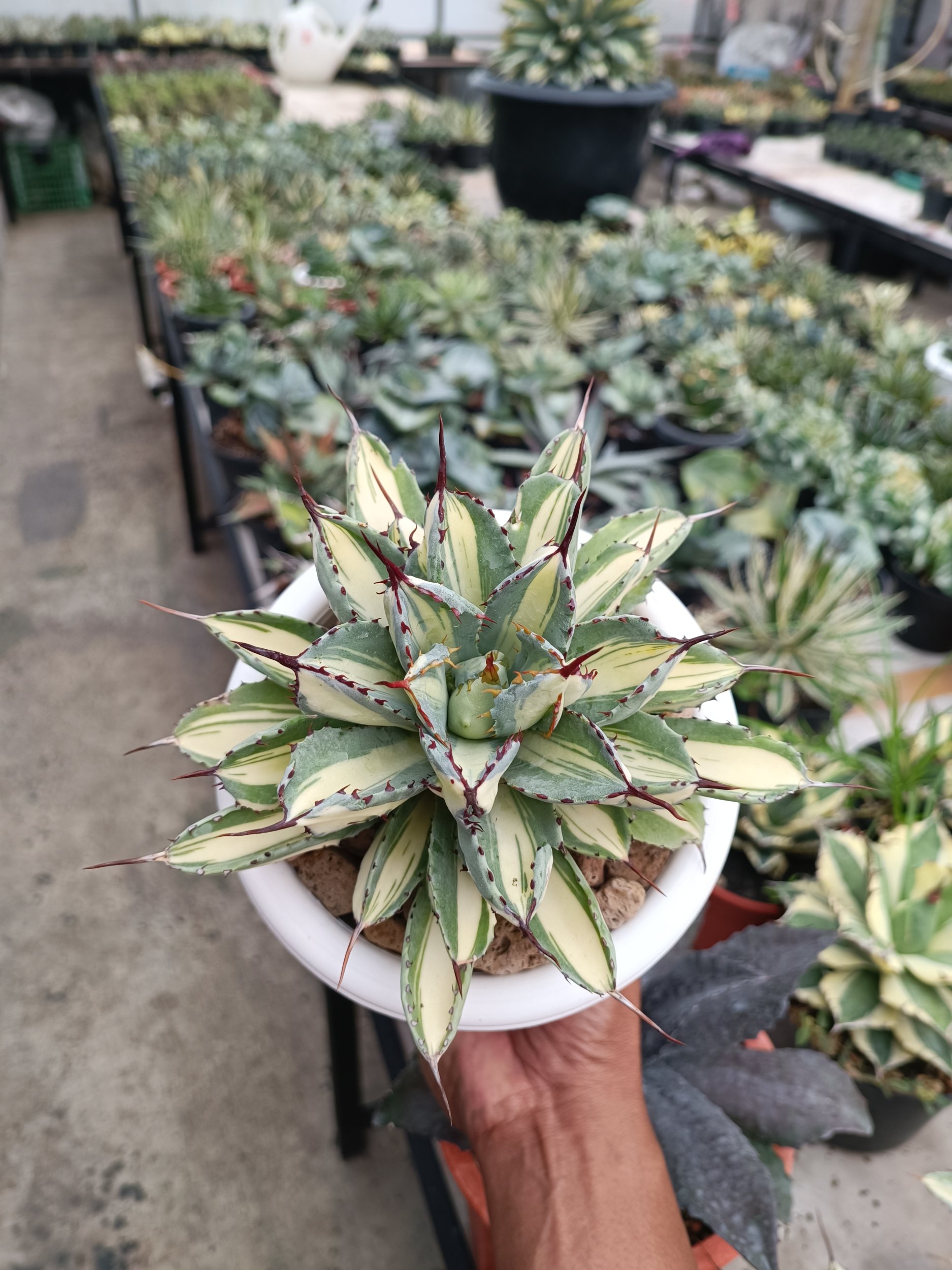 2275. Agave Cubic Mediopicta - Image 4