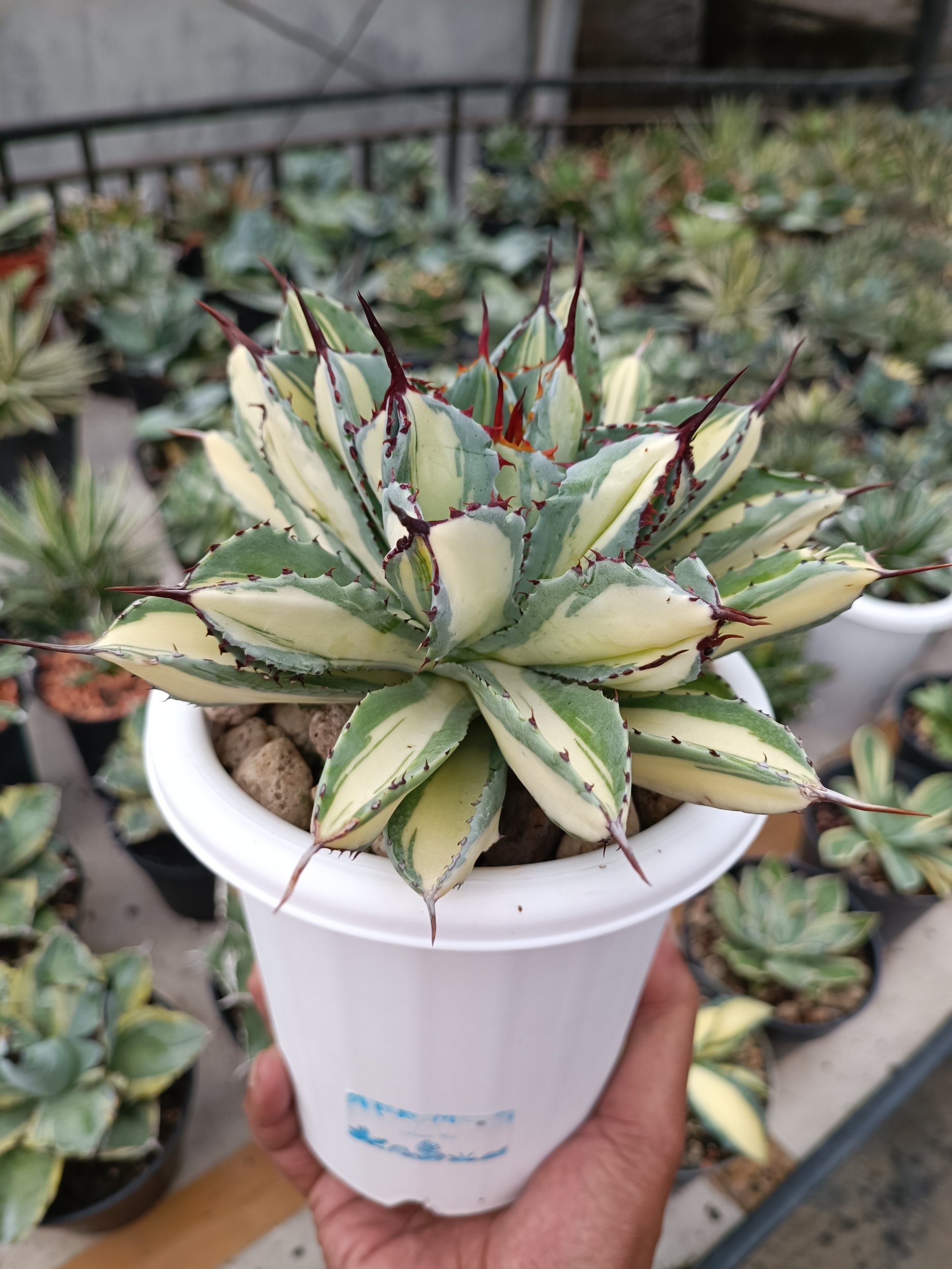2275. Agave Cubic Mediopicta - Image 5