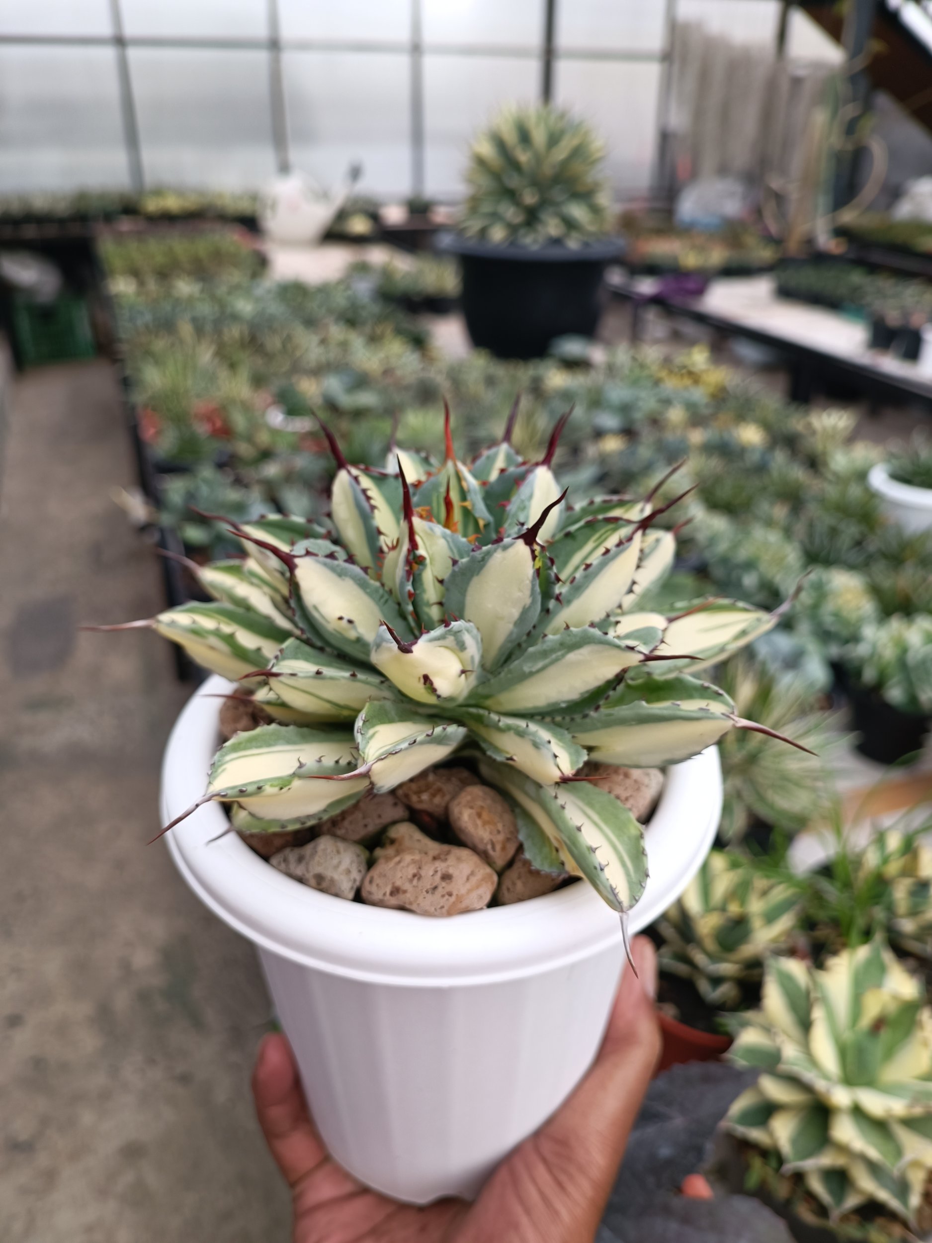 2275. Agave Cubic Mediopicta - Image 6
