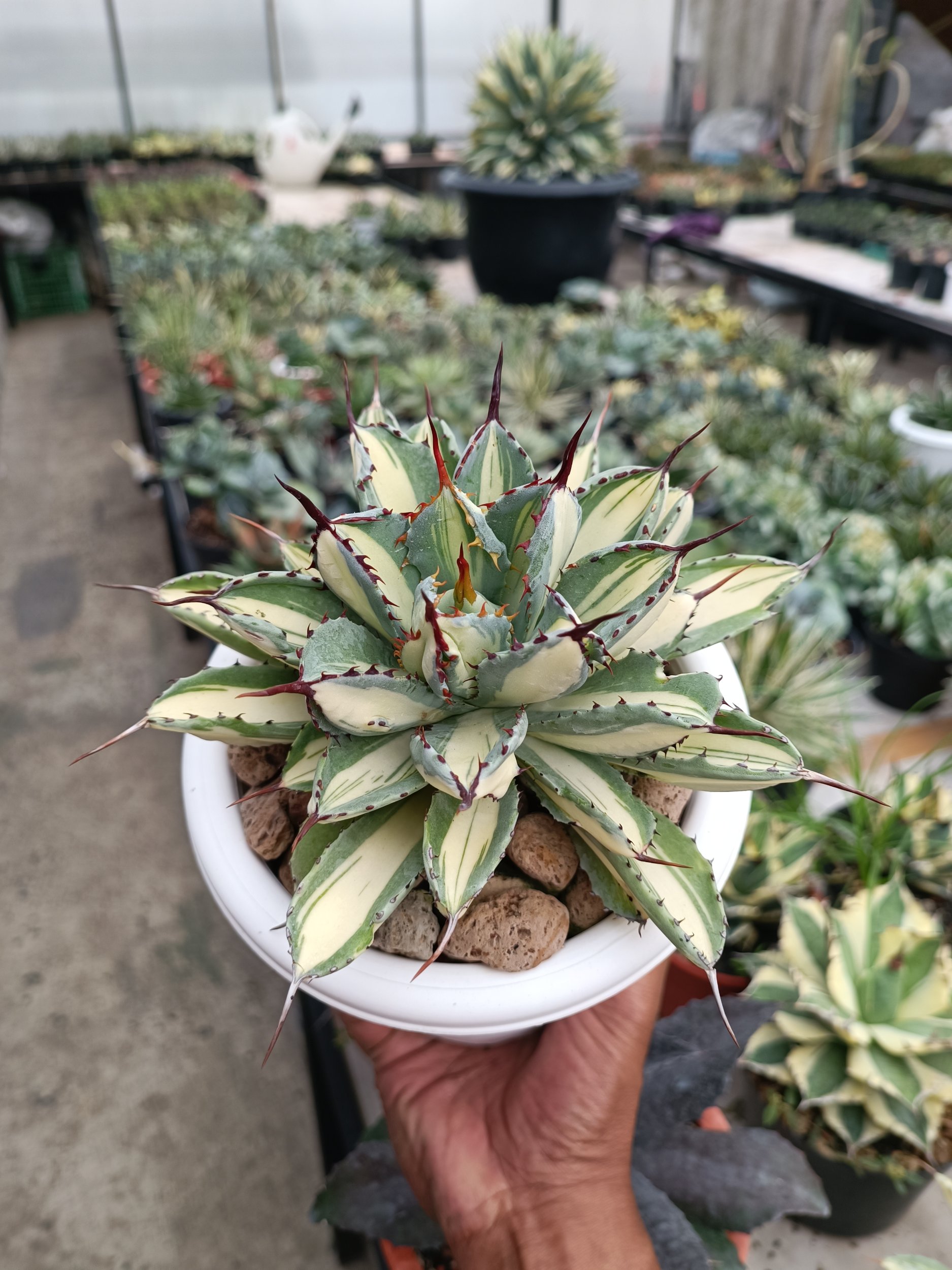 2275. Agave Cubic Mediopicta - Image 7