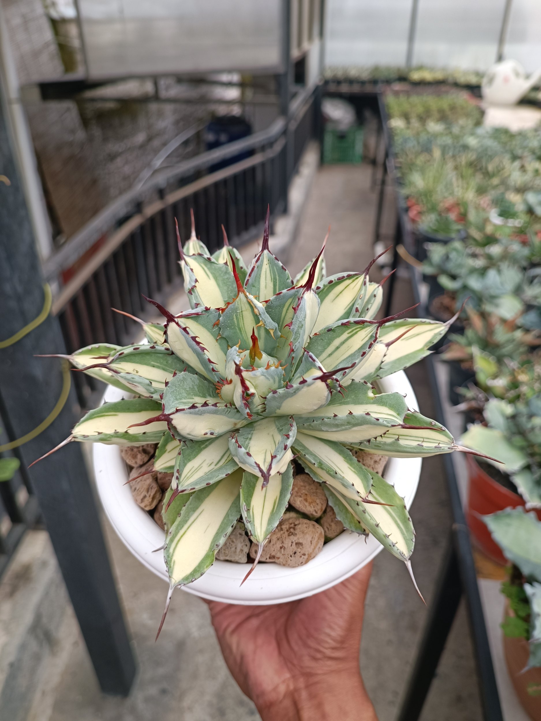2275. Agave Cubic Mediopicta - Image 8