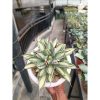 2275. Agave Cubic Mediopicta