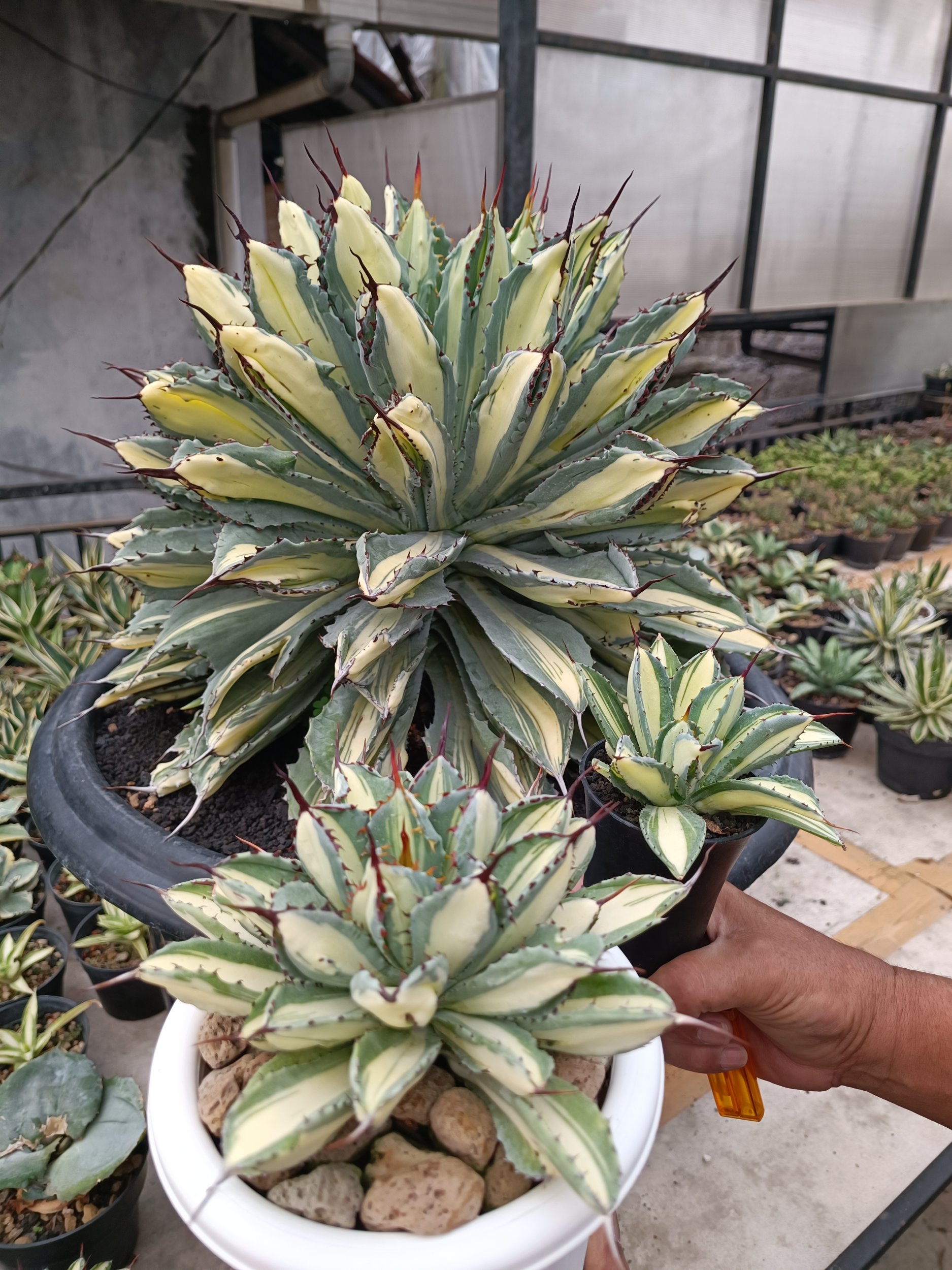 2275. Agave Cubic Mediopicta - Image 9
