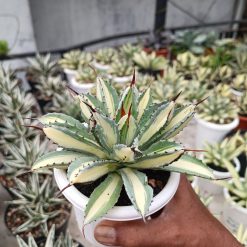 Alternative view of 2276. Agave Cubic Mediopicta size 15 cm
