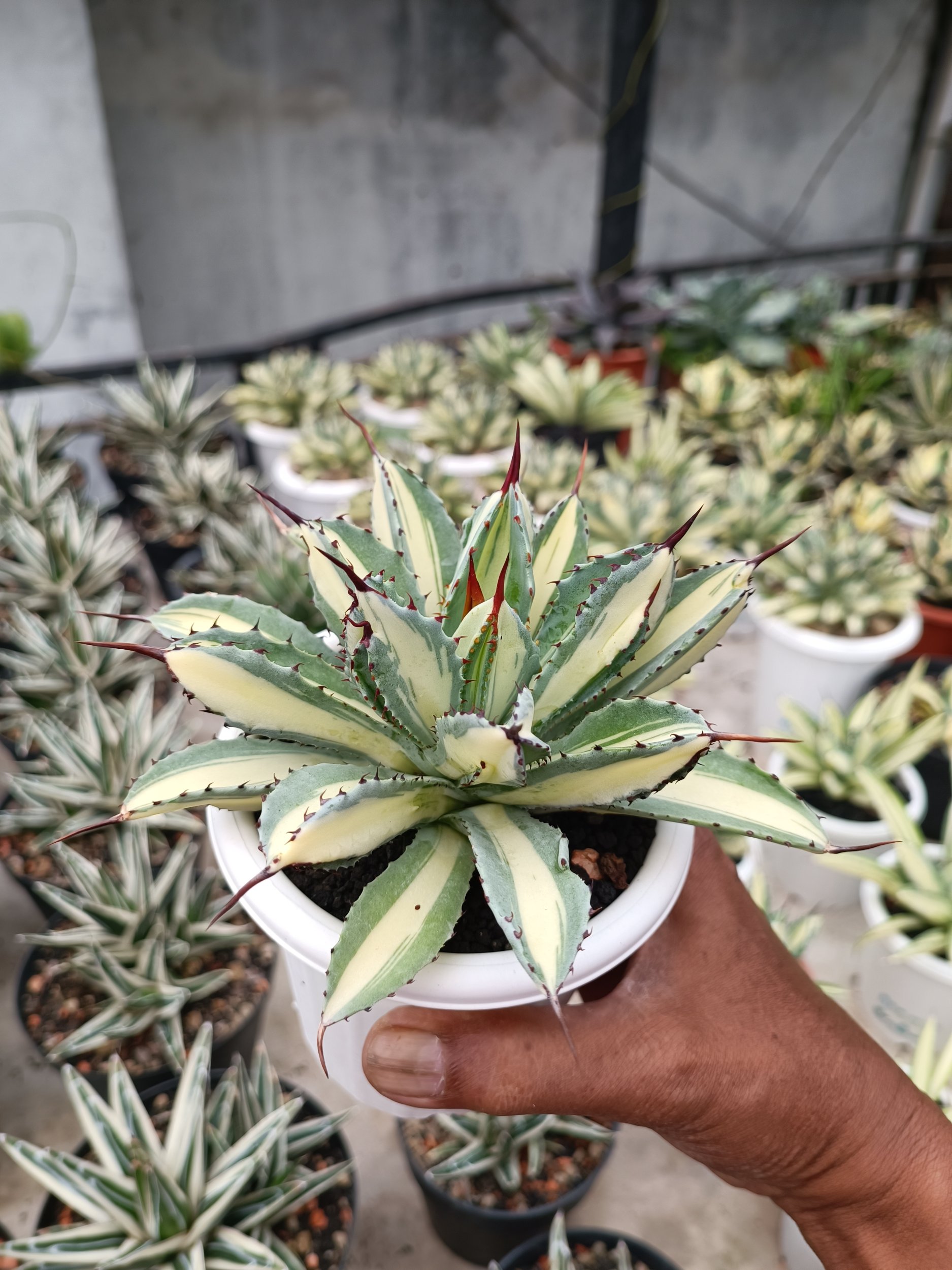 2276. Agave Cubic Mediopicta size 15 cm - Image 2