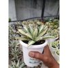 2276. Agave Cubic Mediopicta size 15 cm