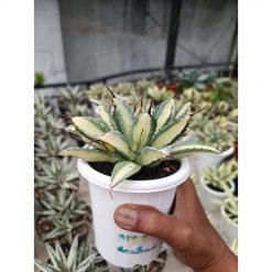 2276. Agave Cubic Mediopicta size 15 cm