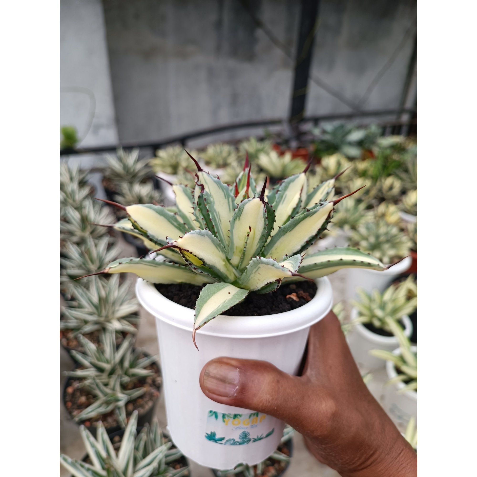 2276. Agave Cubic Mediopicta size 15 cm