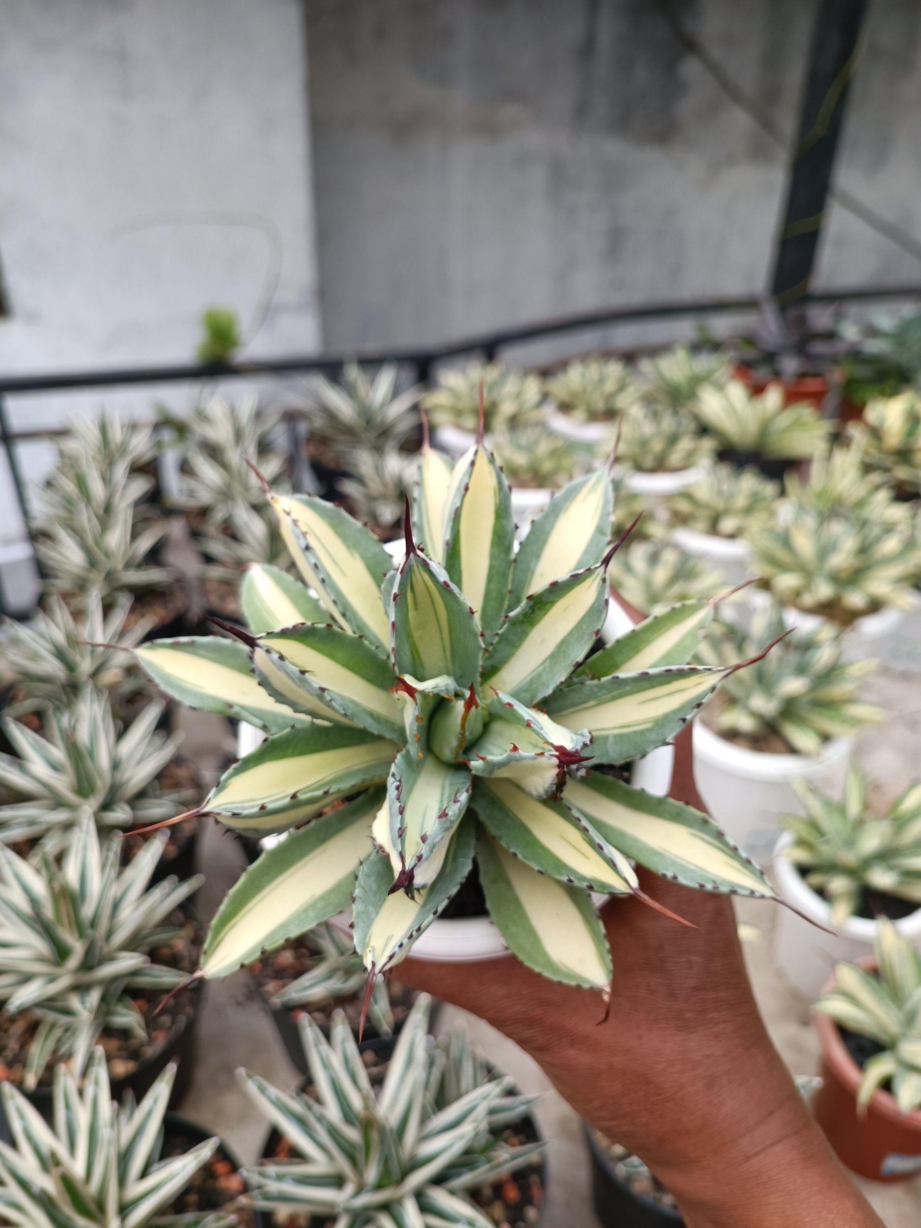 2276. Agave Cubic Mediopicta size 15 cm - Image 3