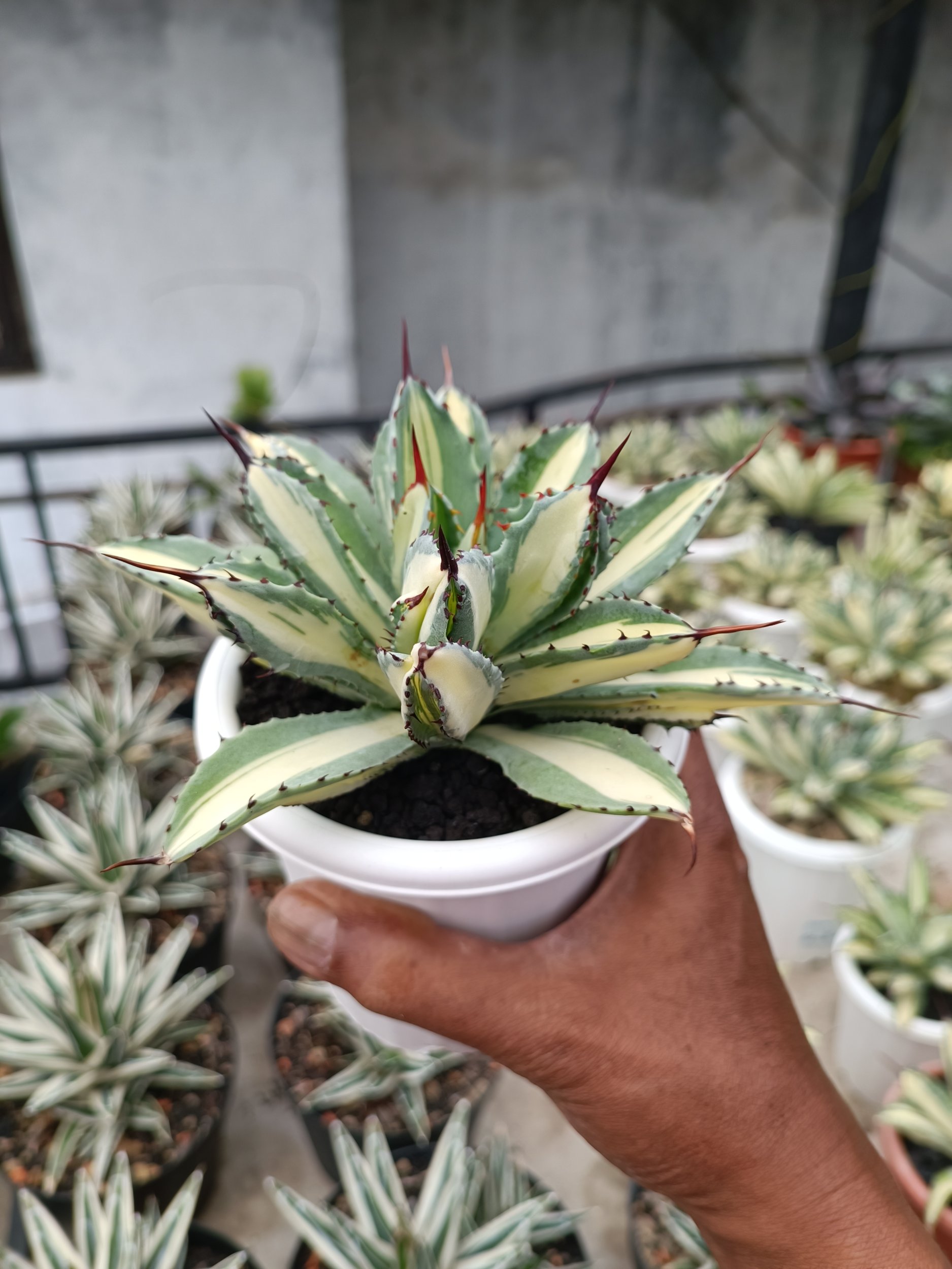 2276. Agave Cubic Mediopicta size 15 cm - Image 4