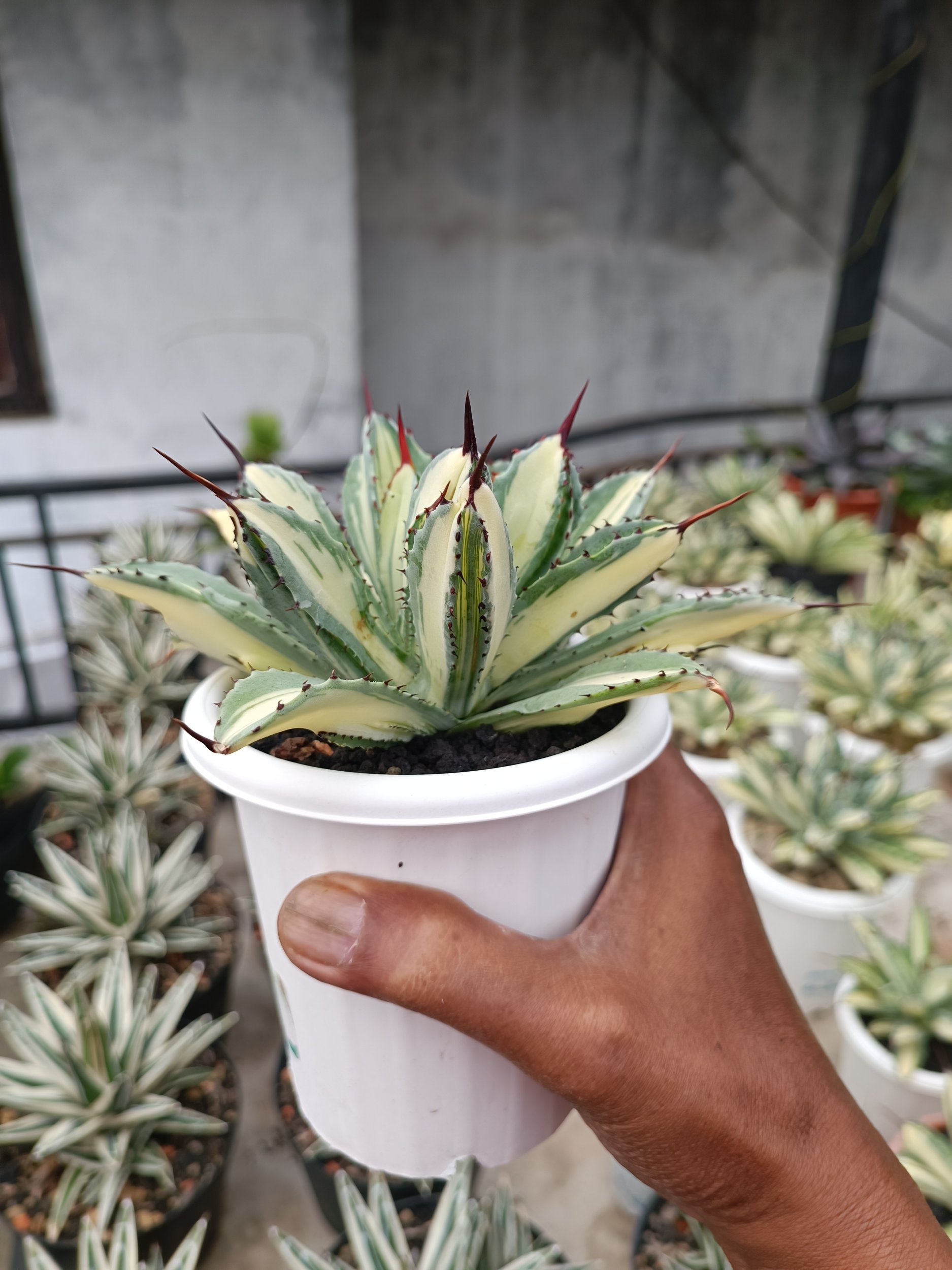 2276. Agave Cubic Mediopicta size 15 cm - Image 5