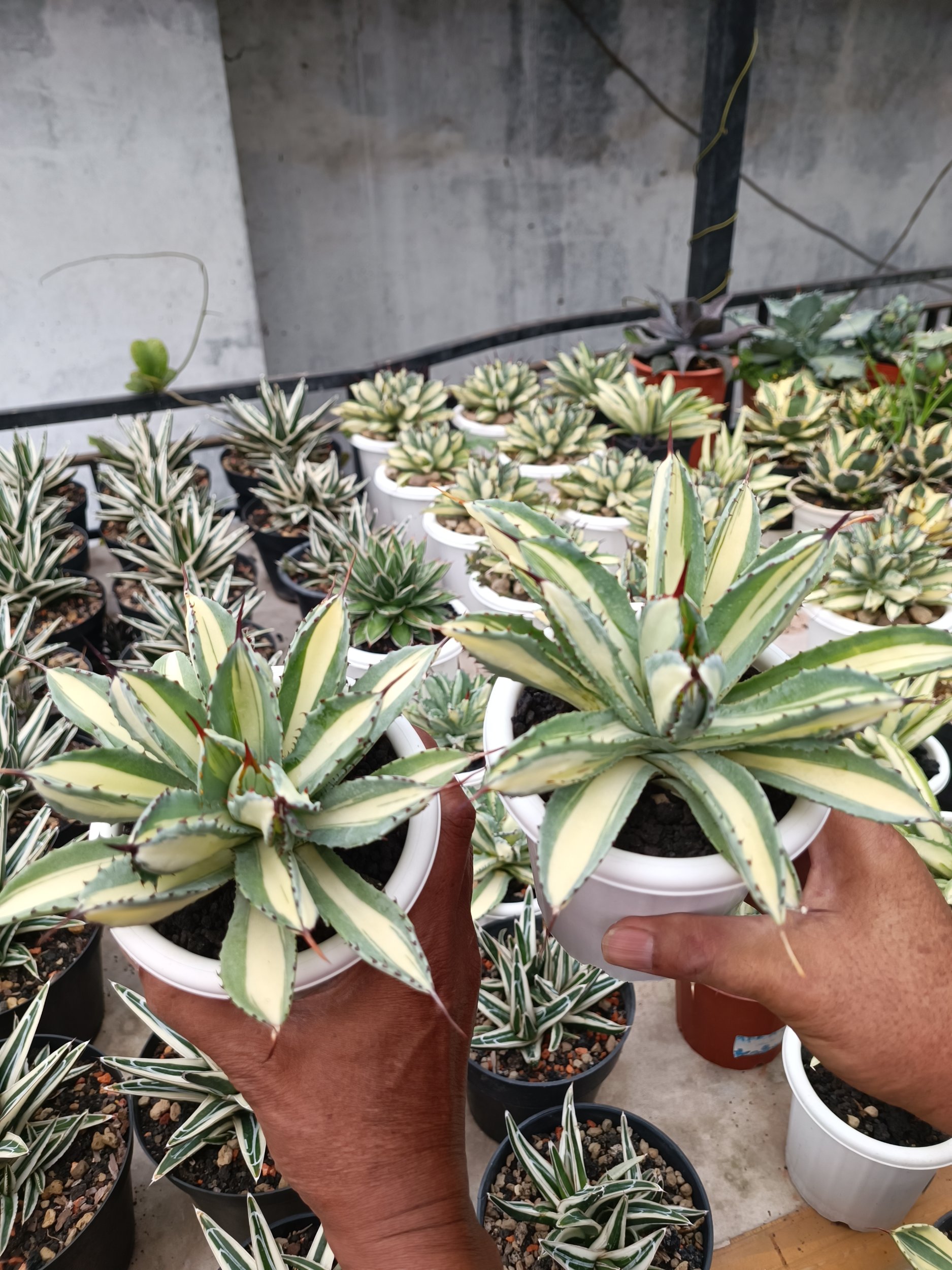 2276. Agave Cubic Mediopicta size 15 cm - Image 6