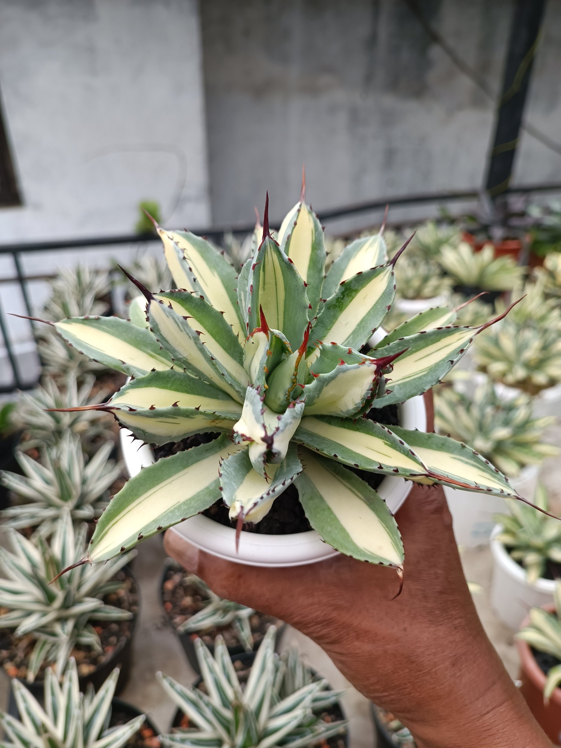 2276. Agave Cubic Mediopicta size 15 cm - Image 7