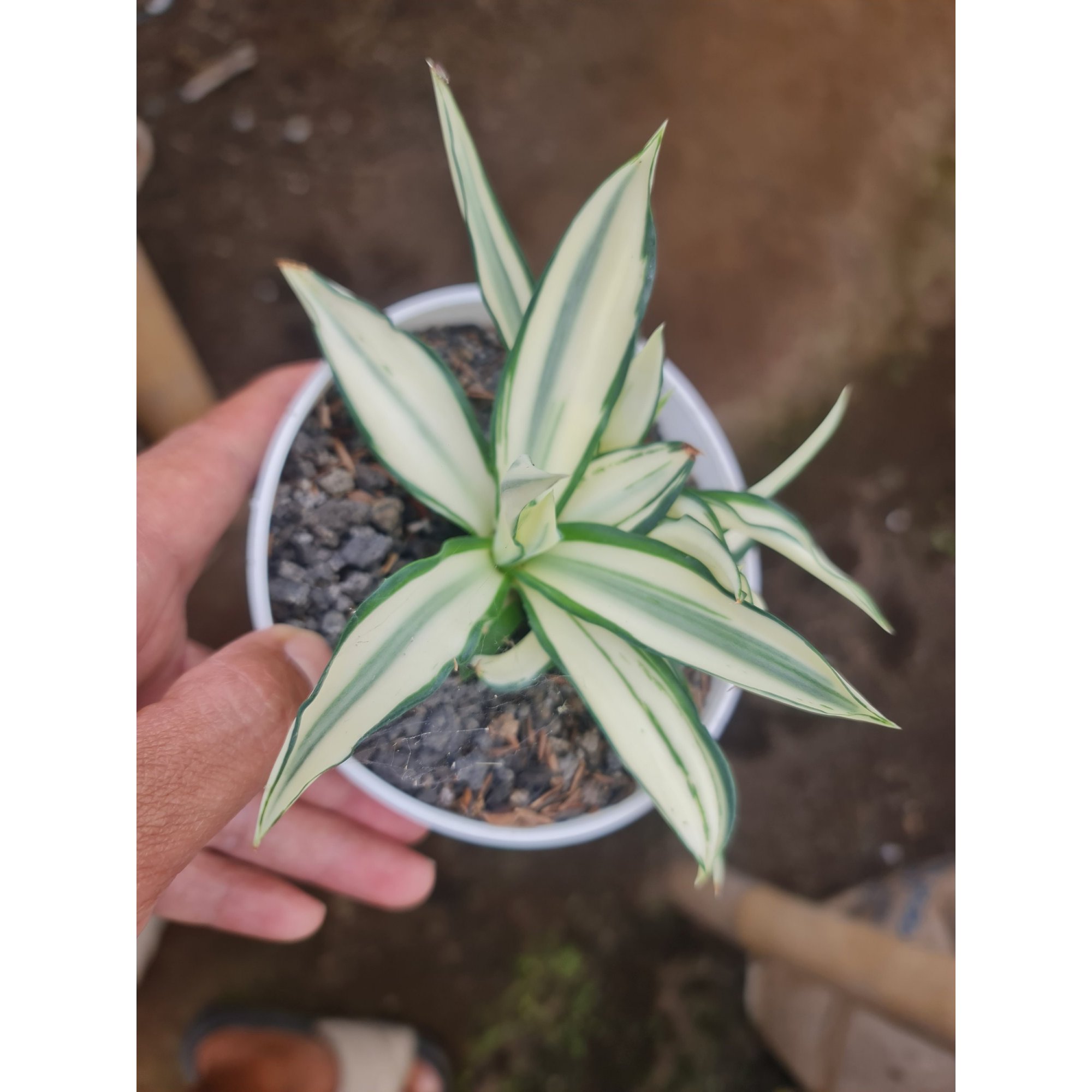 2065. Agave Desmetiana Mutation