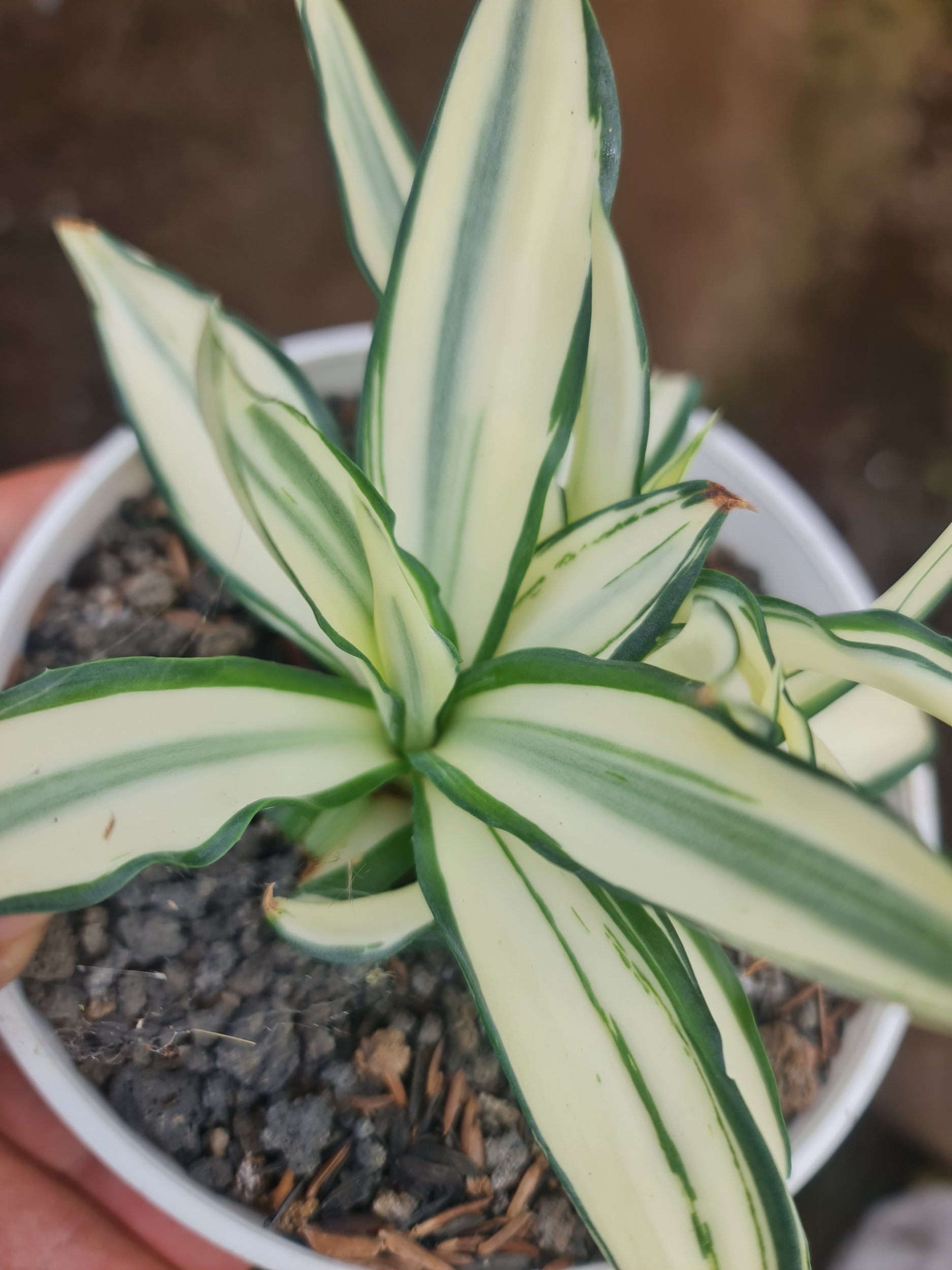 2065. Agave Desmetiana Mutation - Image 2