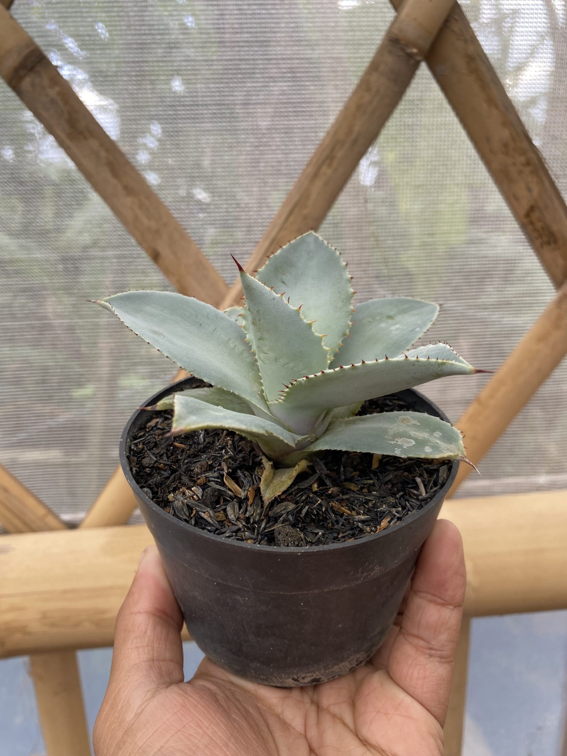 1469. Agave Dragon Toes - Image 2