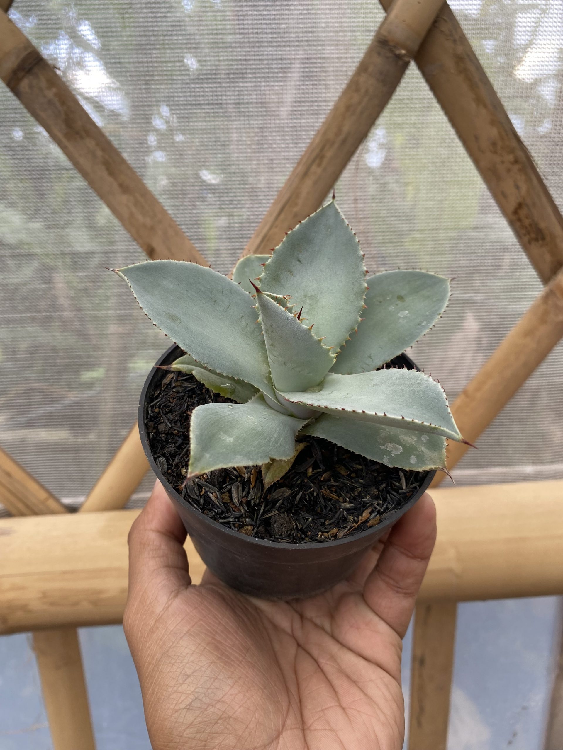 1469. Agave Dragon Toes - Image 3