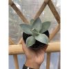 1469. Agave Dragon Toes