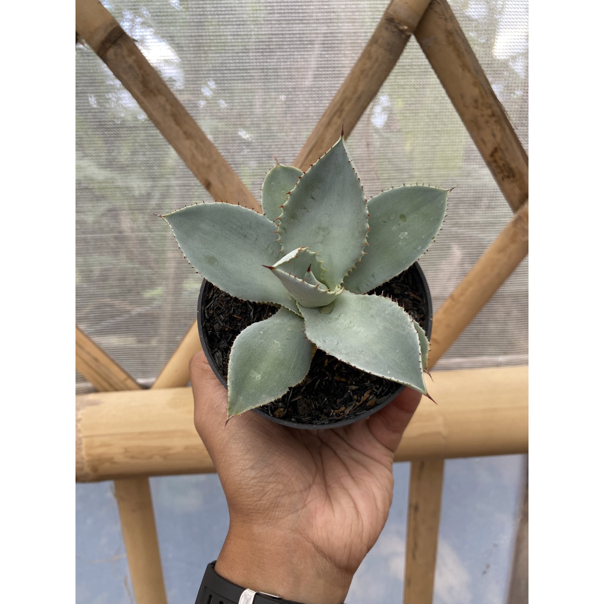 1469. Agave Dragon Toes