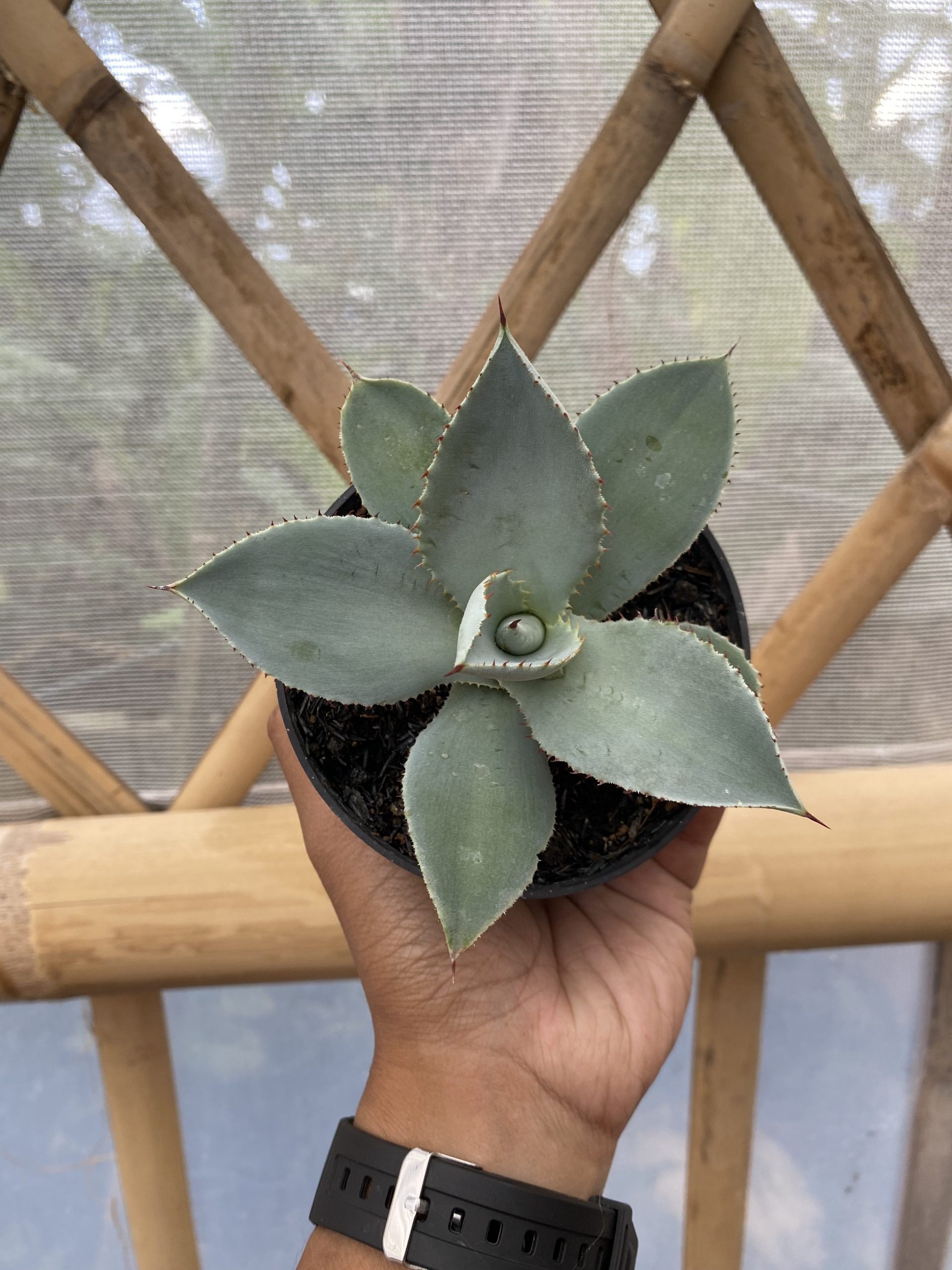 1469. Agave Dragon Toes - Image 4